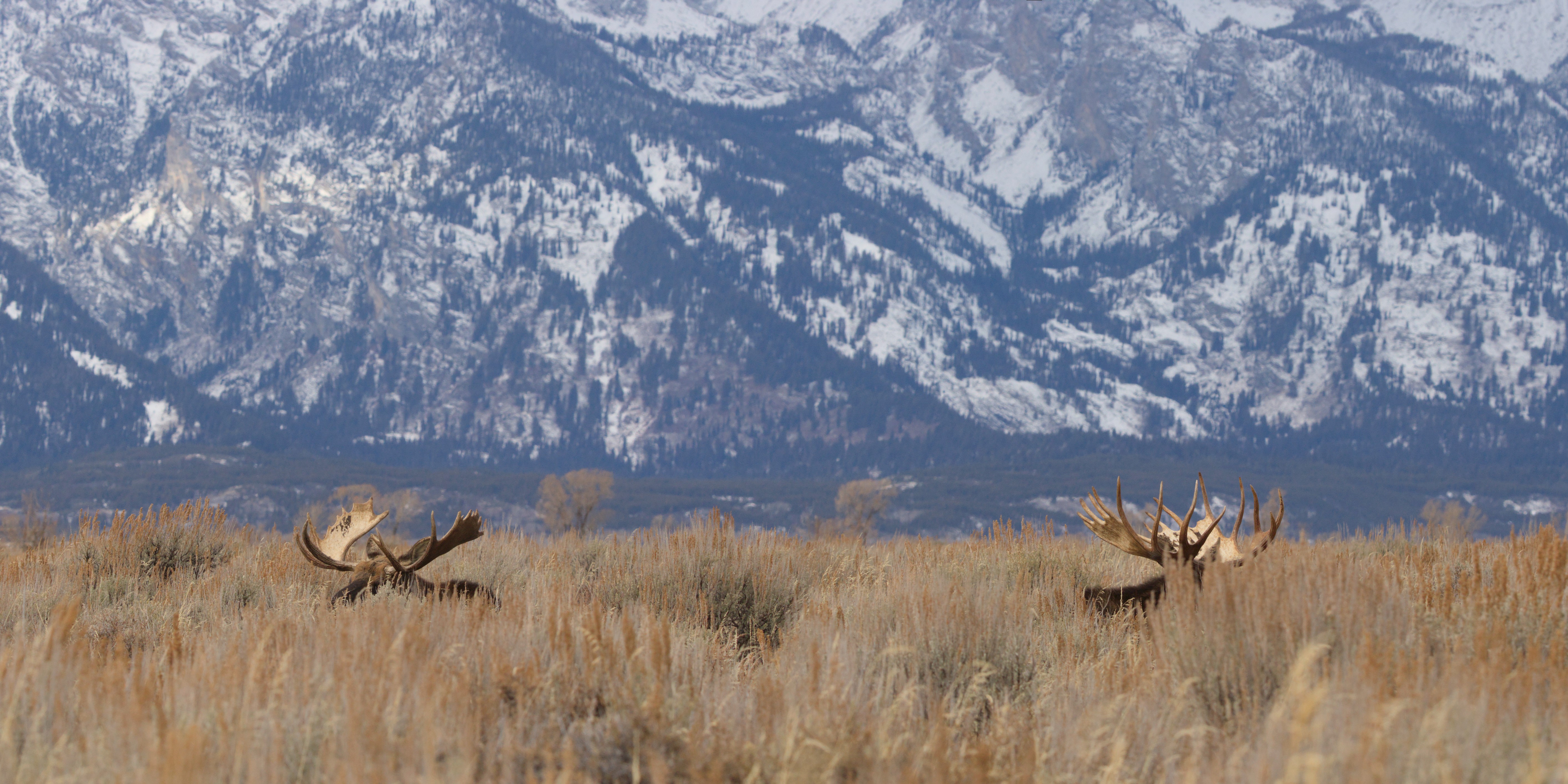 Moose and Mountains Panorama Moose and Mountains Panorama