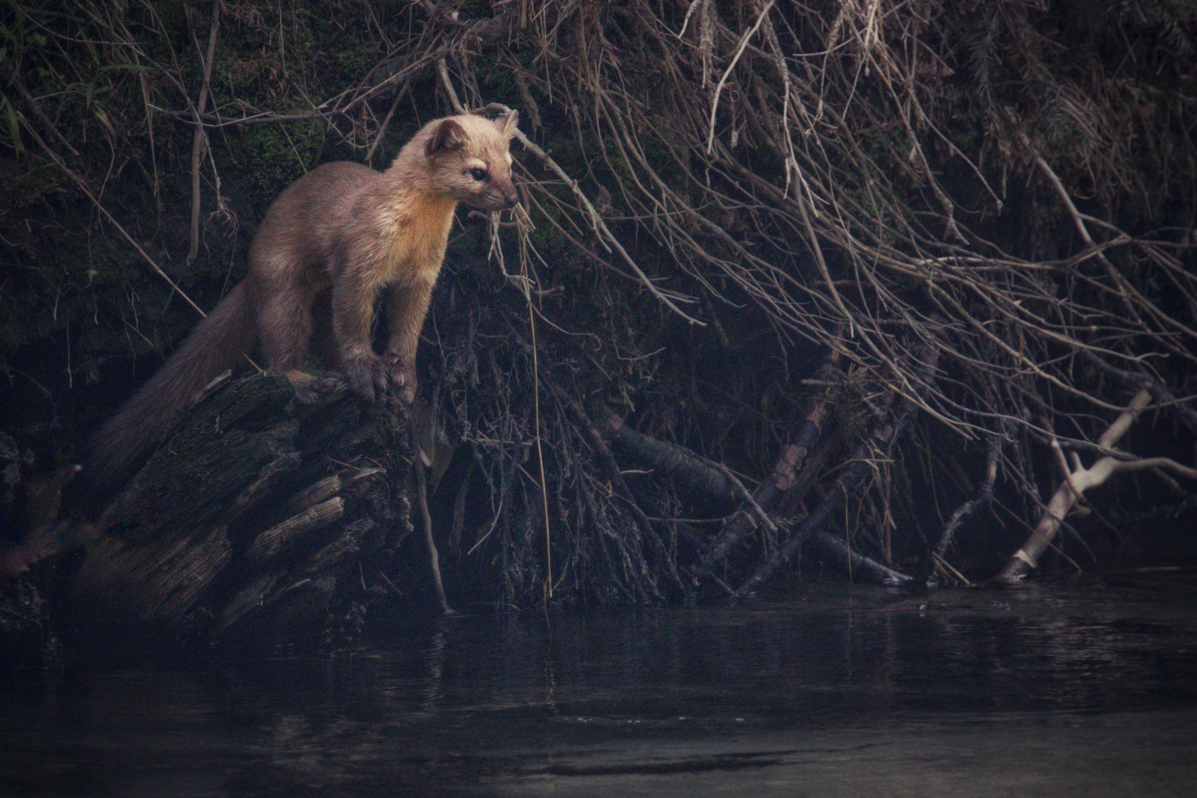 Pine Marten - Canvas product thumbnail image Pine Marten - Canvas product thumbnail image