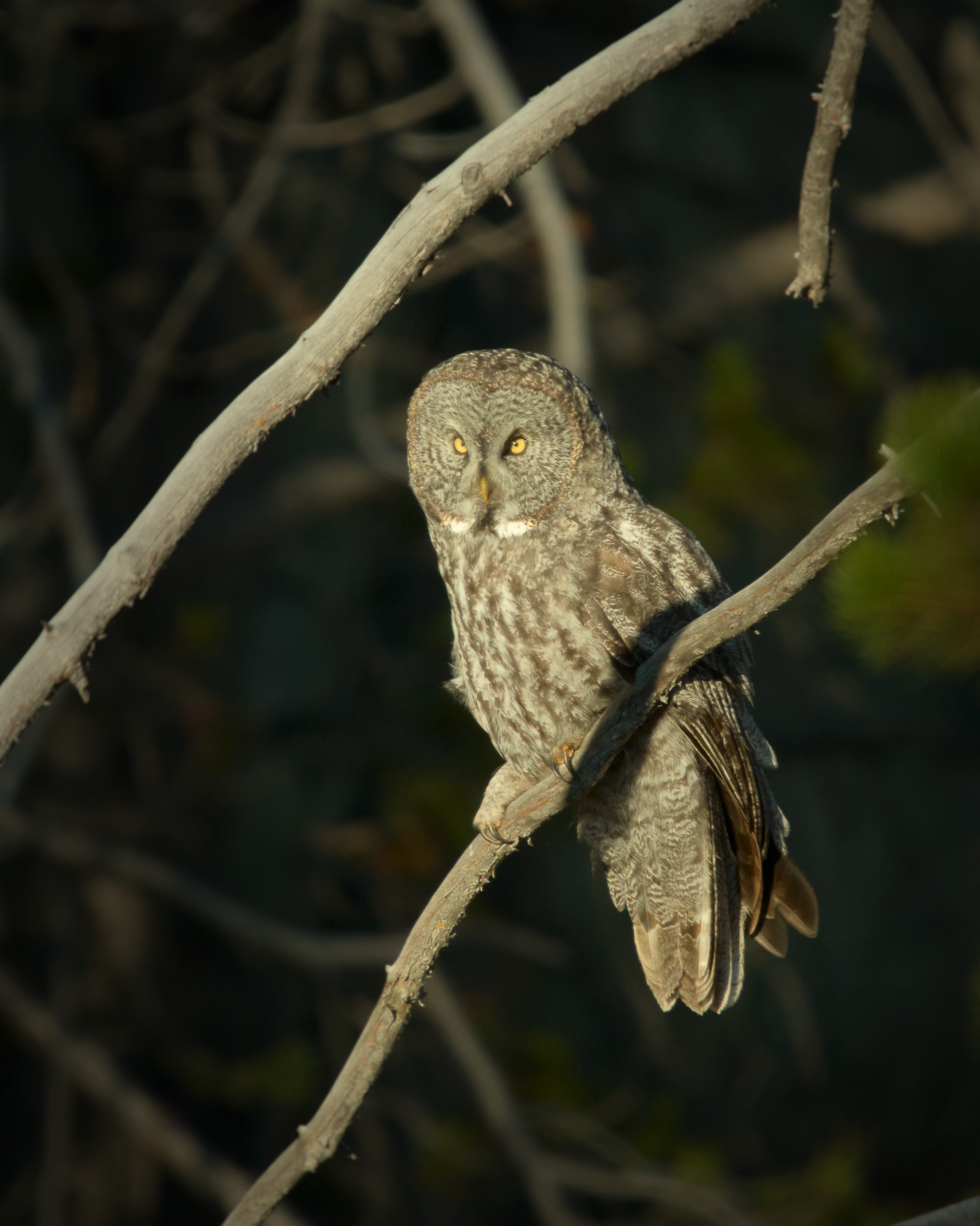The Watcher - Canvas The Watcher - Canvas