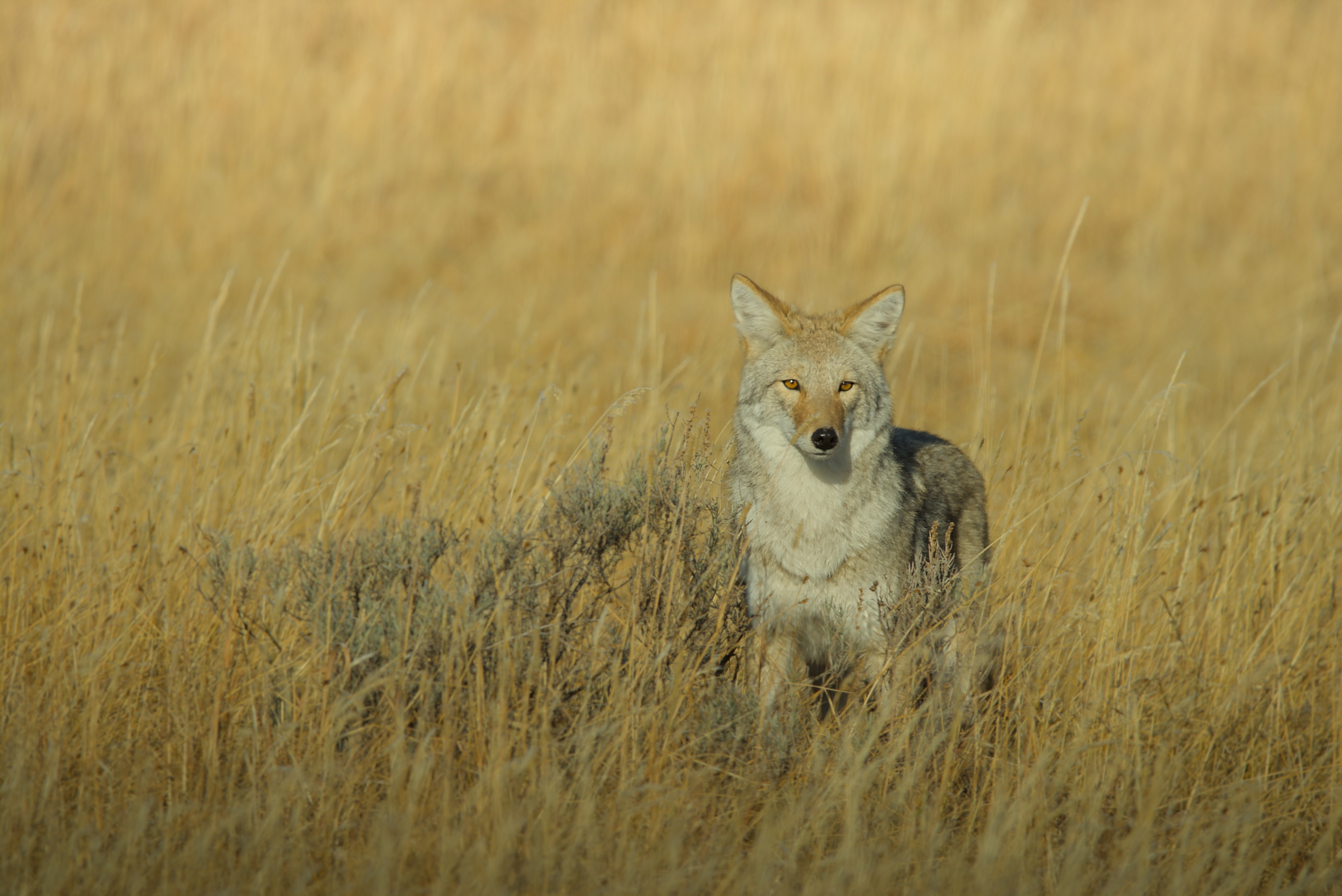Coyote in the Fields - Canvas Coyote in the Fields - Canvas