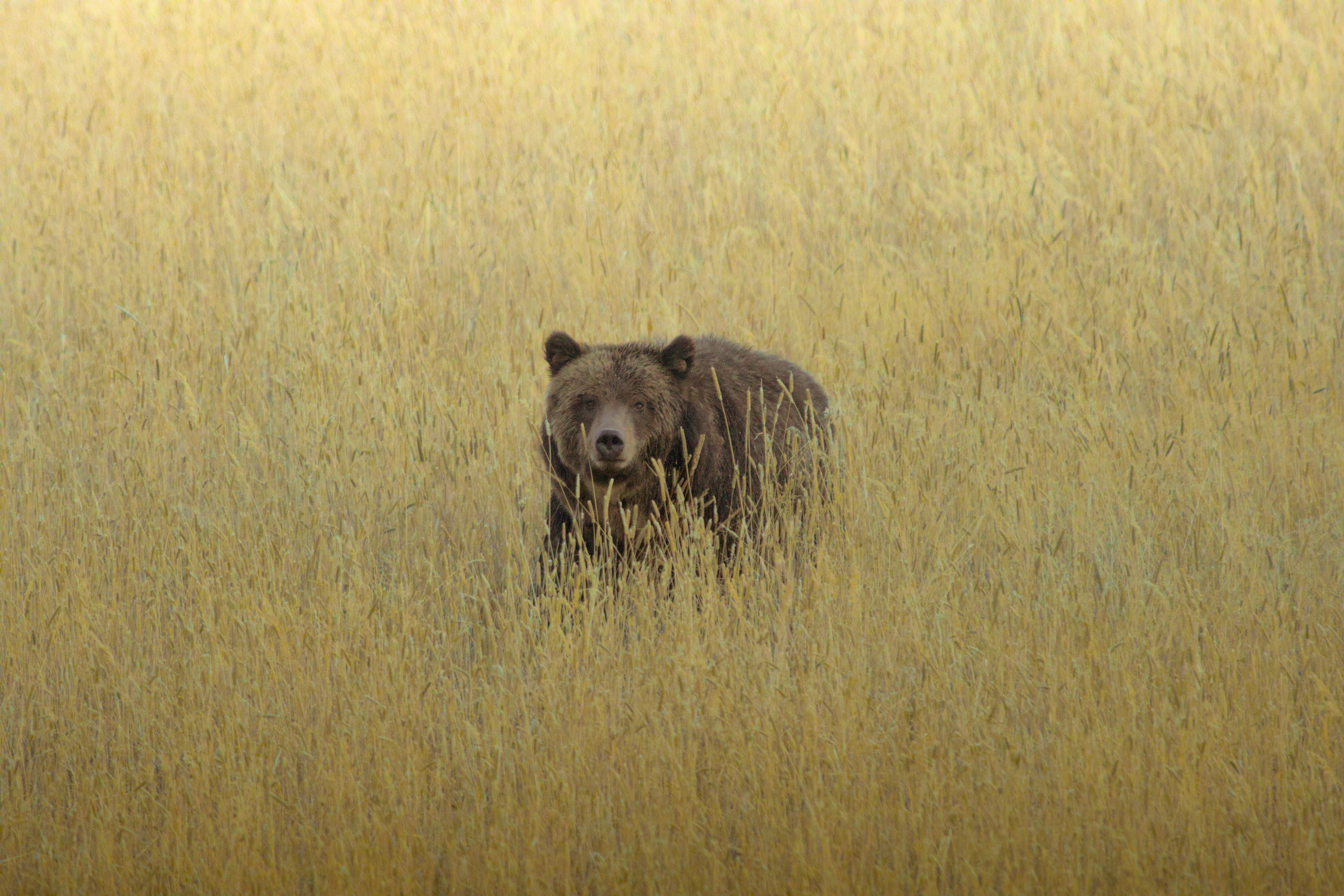 Guardian of the Meadow - Canvas Guardian of the Meadow - Canvas