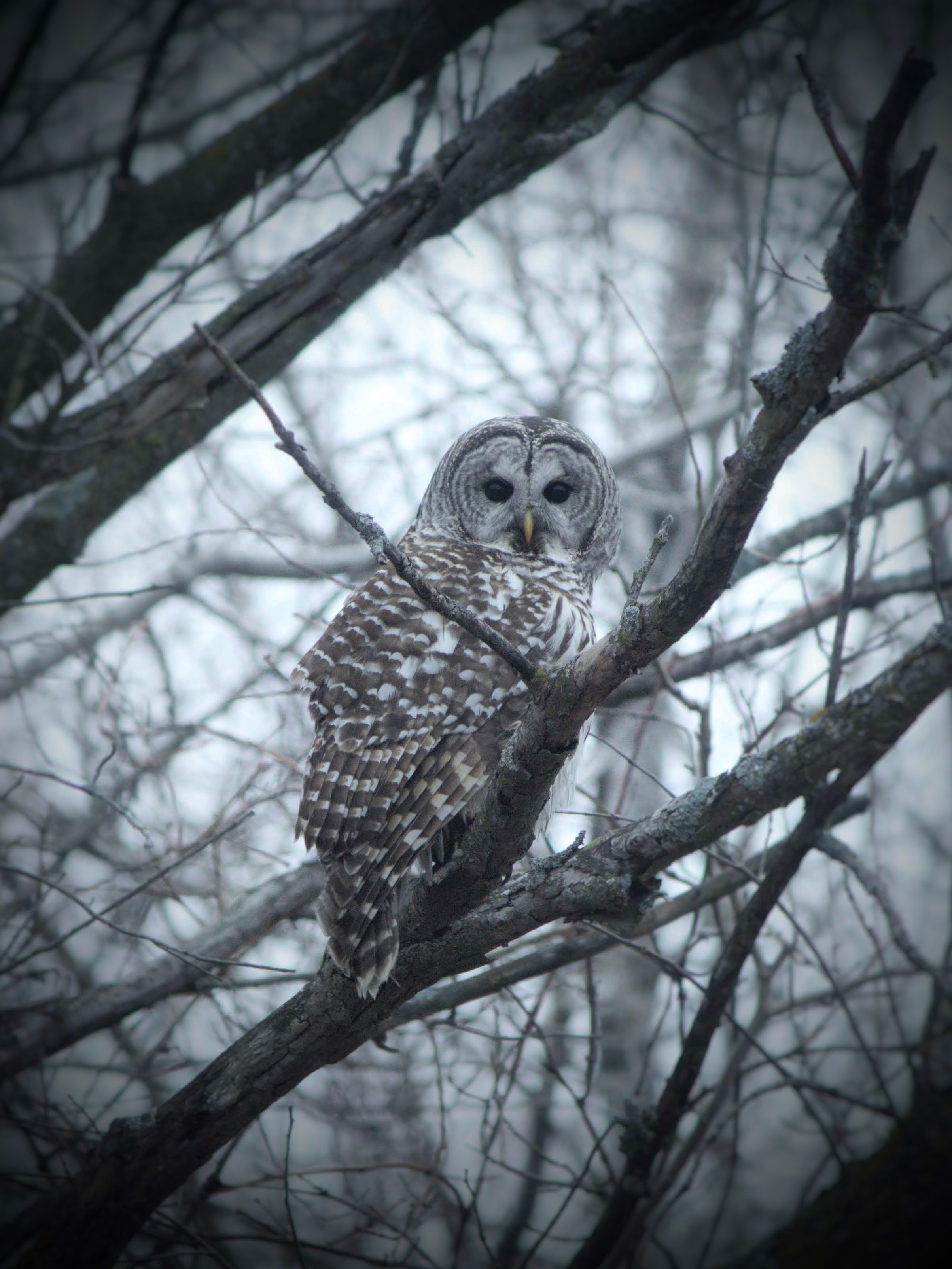 Barred Owl - Canvas Barred Owl - Canvas