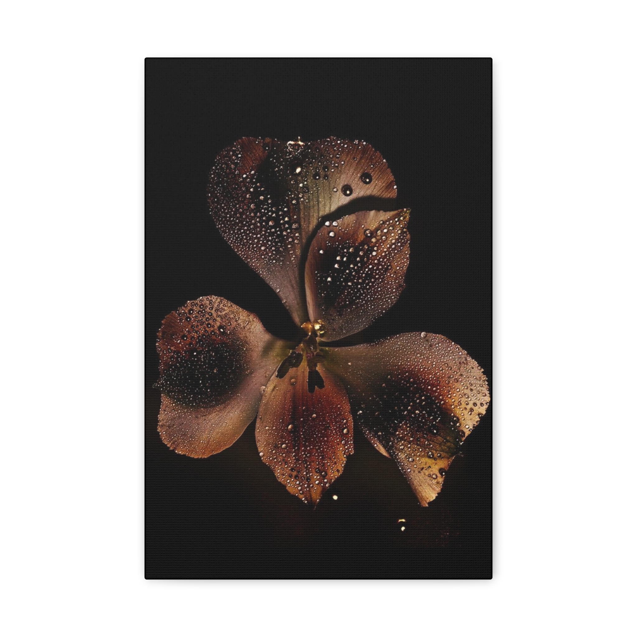 Rosa-Sinensis product thumbnail image Rosa-Sinensis product thumbnail image