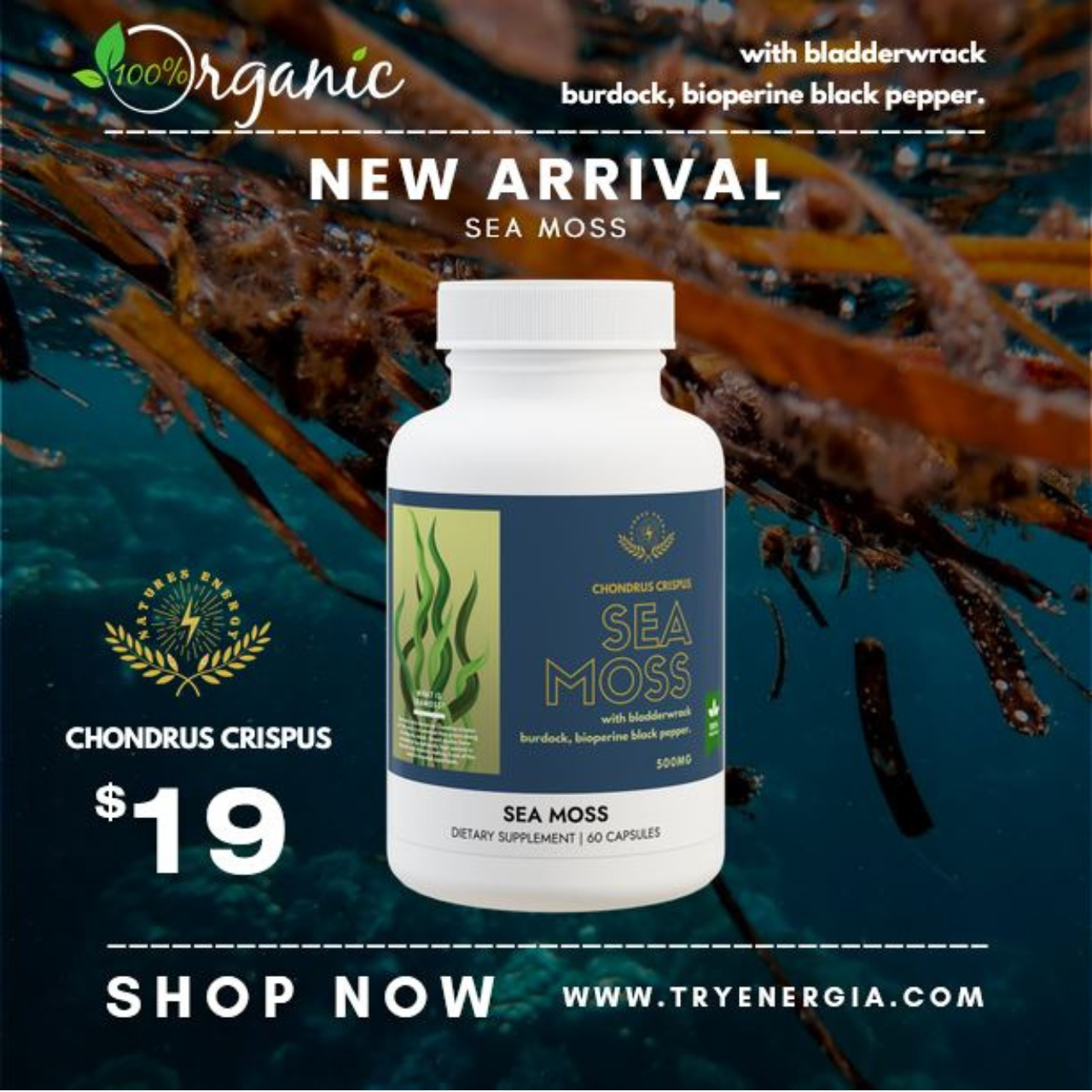 Sea Moss Supplement (60 Capsules) Sea Moss Supplement (60 Capsules)