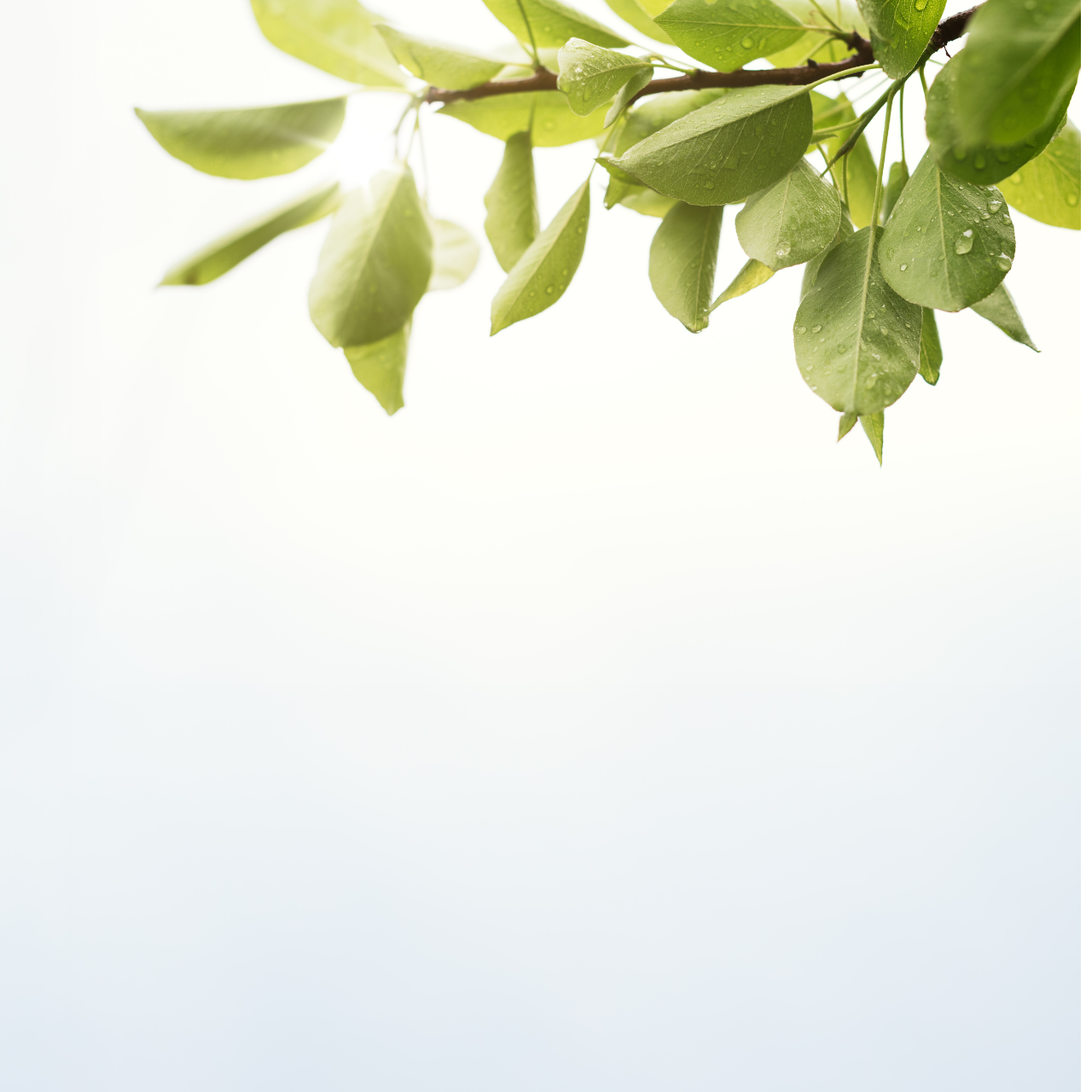 Canvas Wall Art - For the love of Northern Gannets product thumbnail image Canvas Wall Art - For the love of Northern Gannets product thumbnail image