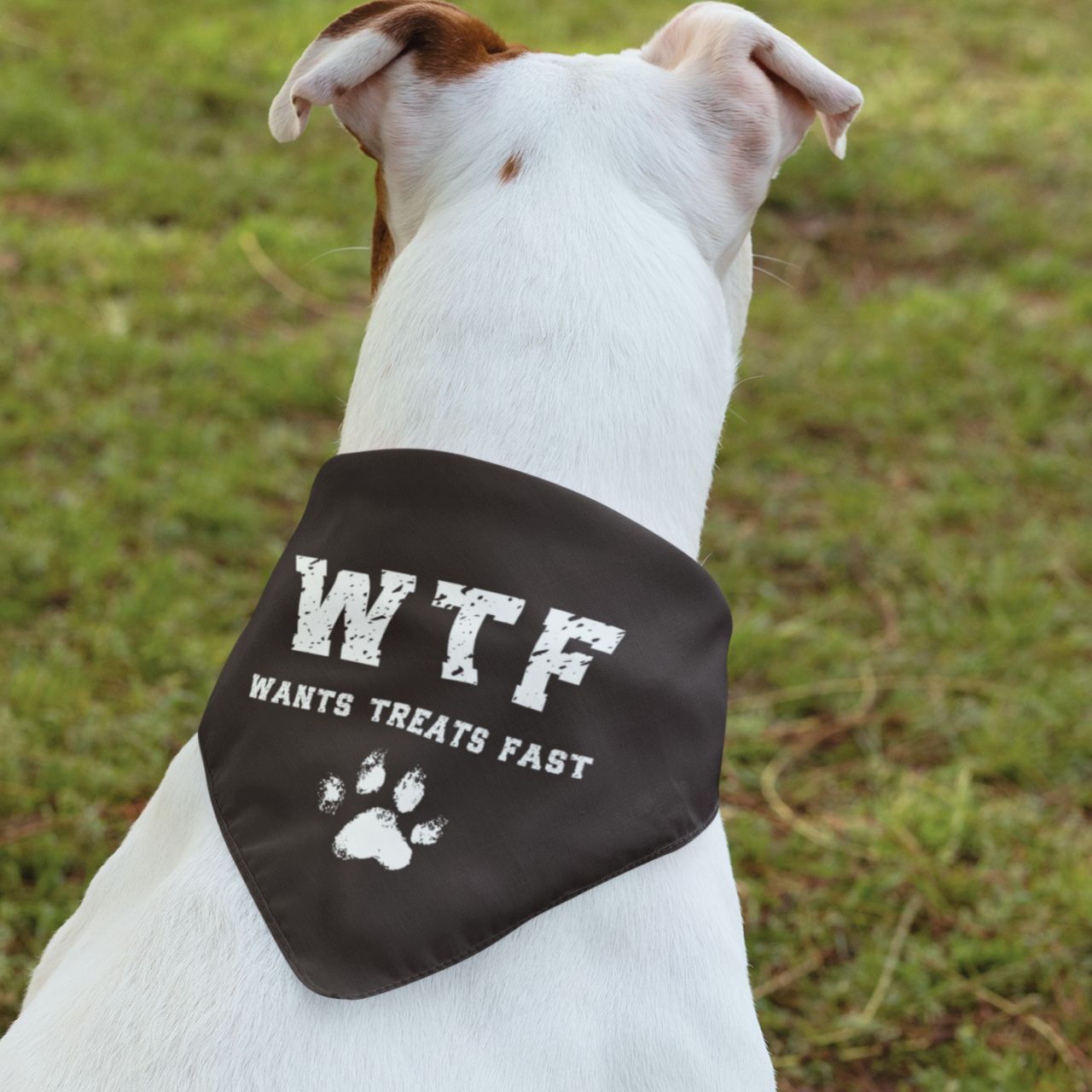 WTF Clip-on Pet Bandana - Perfect for Treat-Motivated Pets! WTF Clip-on Pet Bandana - Perfect for Treat-Motivated Pets!