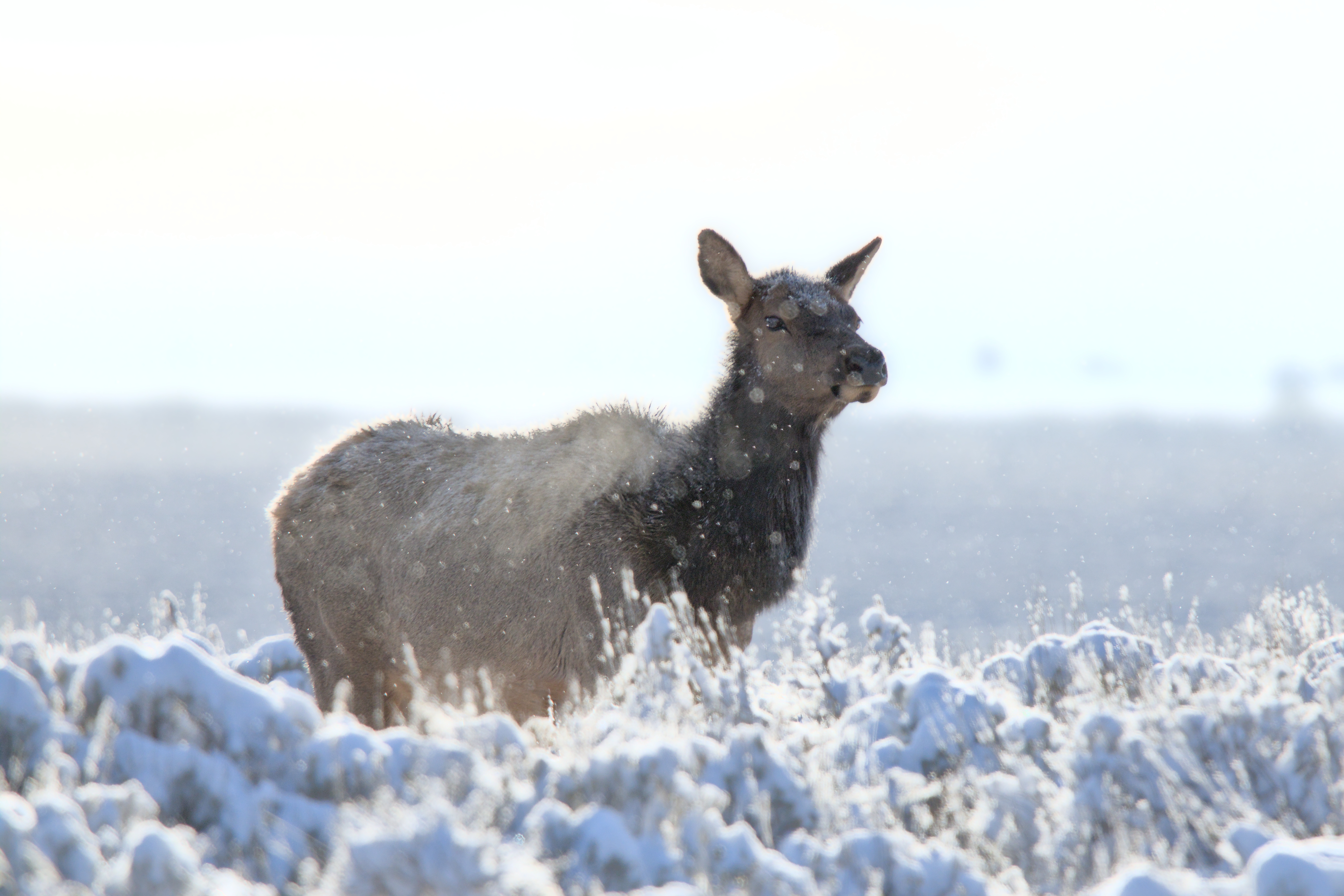 Elk in the Snow - Canvas Elk in the Snow - Canvas