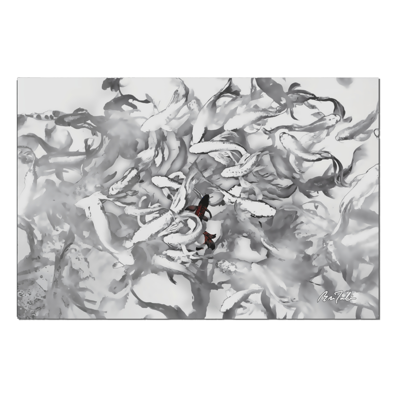 Digital Print by Mac Tabilis _ [Koi: 1] _ single obsidian koi, etched with crimson light on Acrylic,  product thumbnail image
