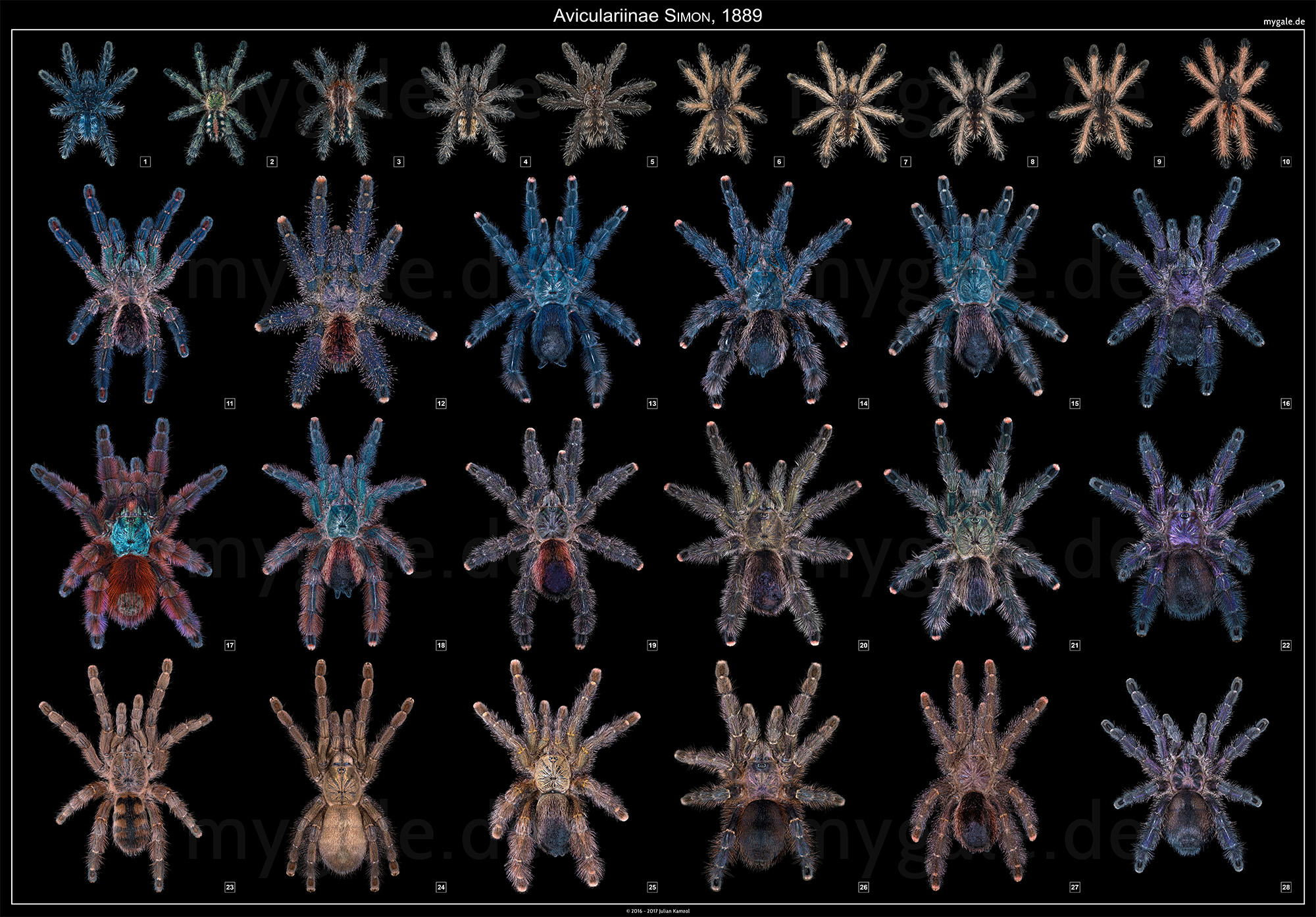 Avicularia Tarantula Genus 24×36 Poster - Matte Print Avicularia Tarantula Genus 24×36 Poster - Matte Print