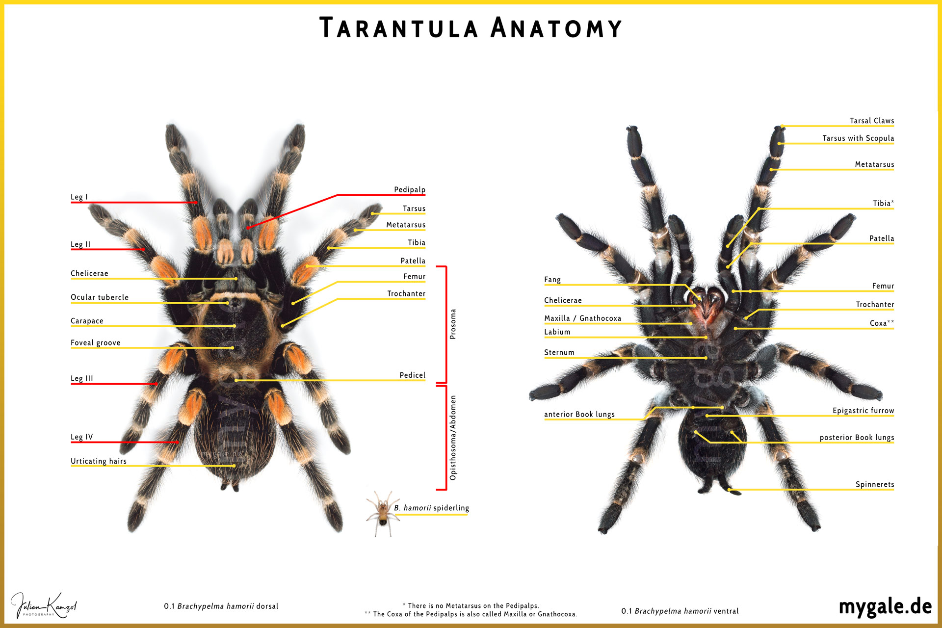 Tarantula Anatomy 18x12 Satin Poster, Unique Wall Decor, Perfect for Nature Lovers, Entomology Enthusiasts, Insect Themed Gifts, Science