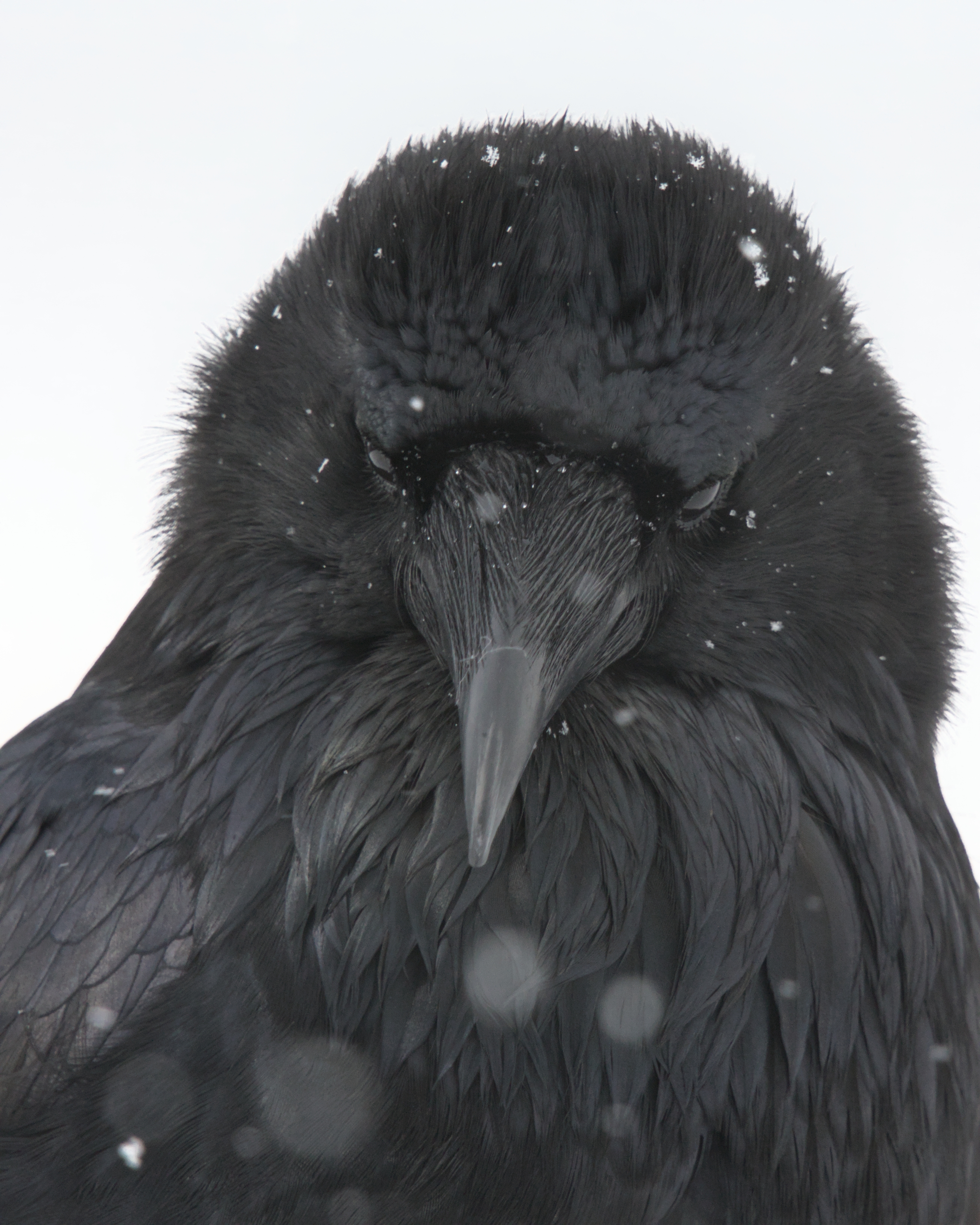 Looking Into the Eyes of Death - Canvas Looking Into the Eyes of Death - Canvas