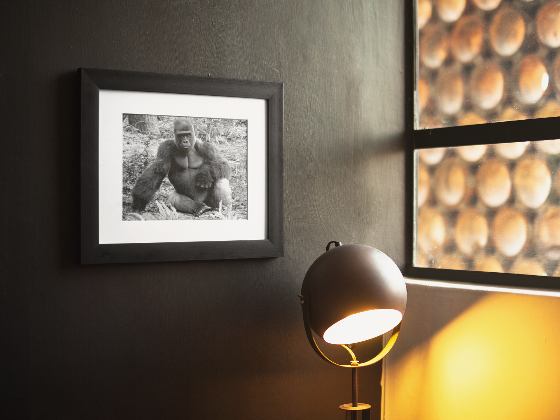 Gorilla | 14 x 11 Gorilla | 14 x 11