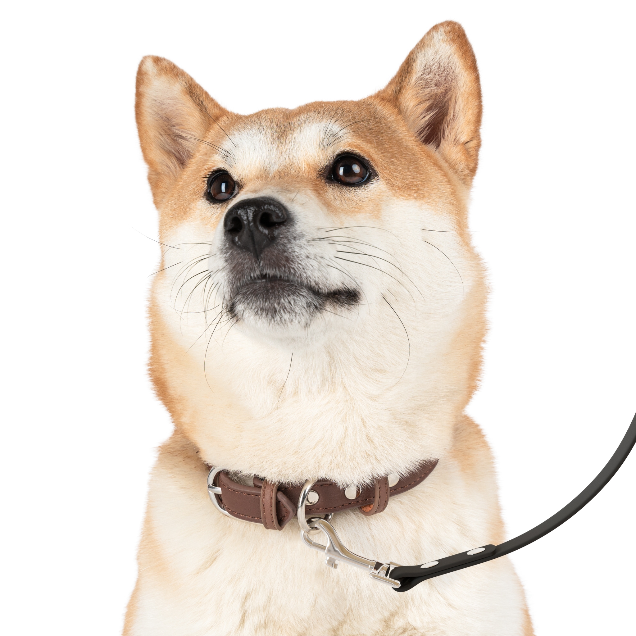 PEAbody Loves EMDR Pet Leash product thumbnail image PEAbody Loves EMDR Pet Leash product thumbnail image