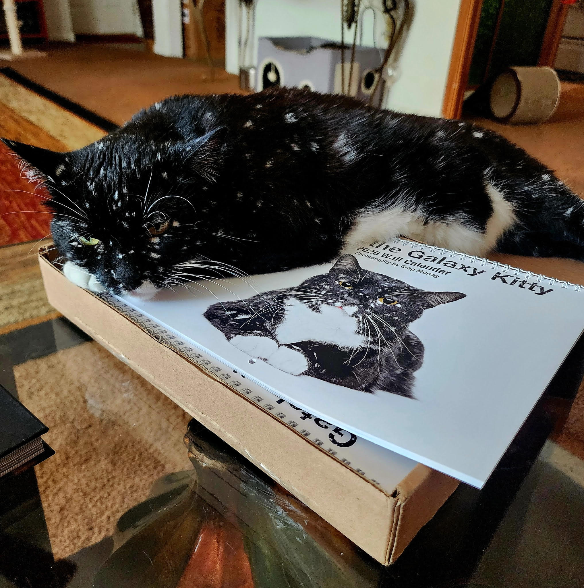 Gatsby the Rescued Galaxy Kitty 2026 Wall Calendar product thumbnail image Gatsby the Rescued Galaxy Kitty 2026 Wall Calendar product thumbnail image