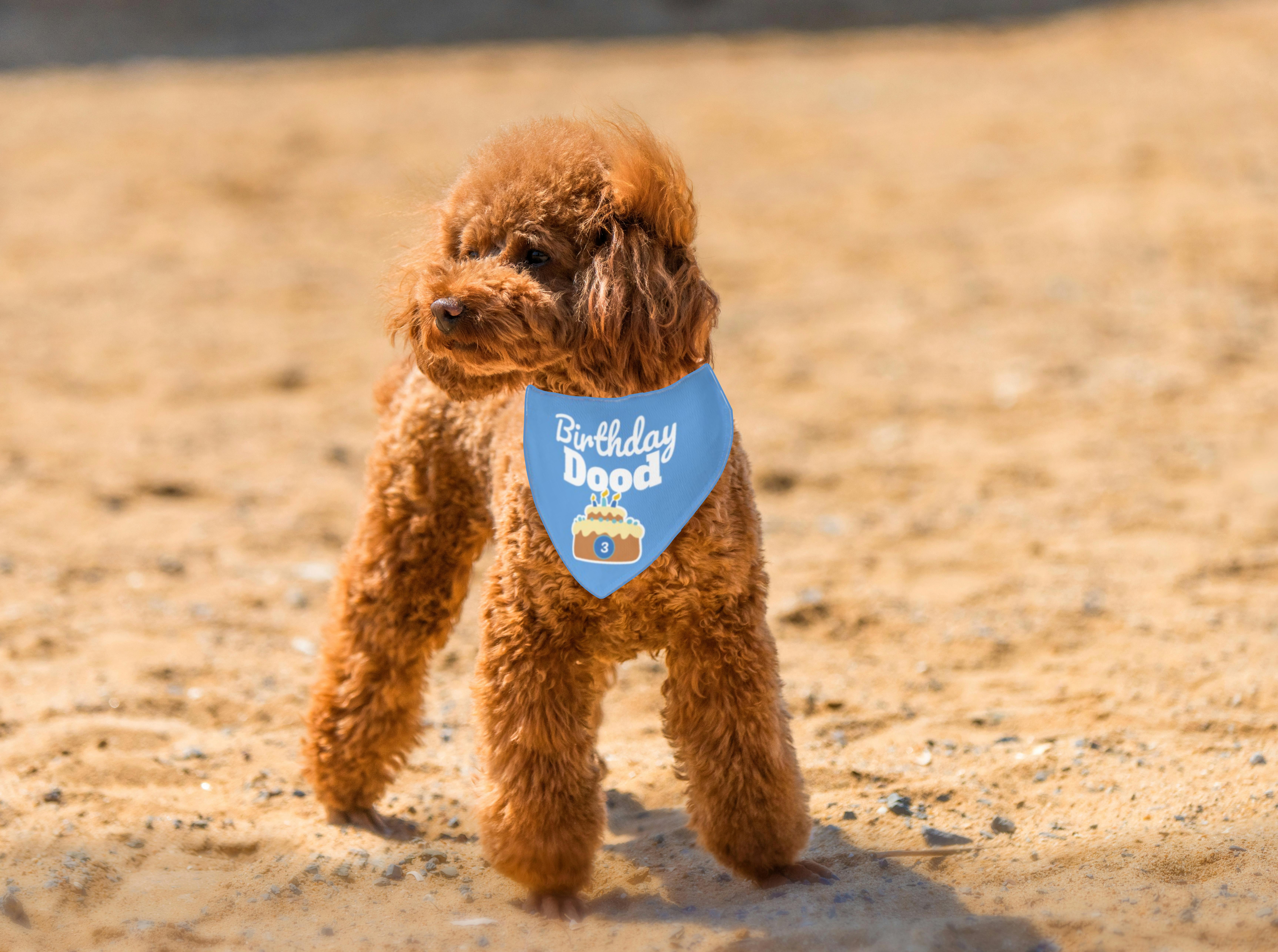 Personalized Birthday Dog Bandana, Pet Accessory, Dog Birthday Party Outfit product thumbnail image Personalized Birthday Dog Bandana, Pet Accessory, Dog Birthday Party Outfit product thumbnail image