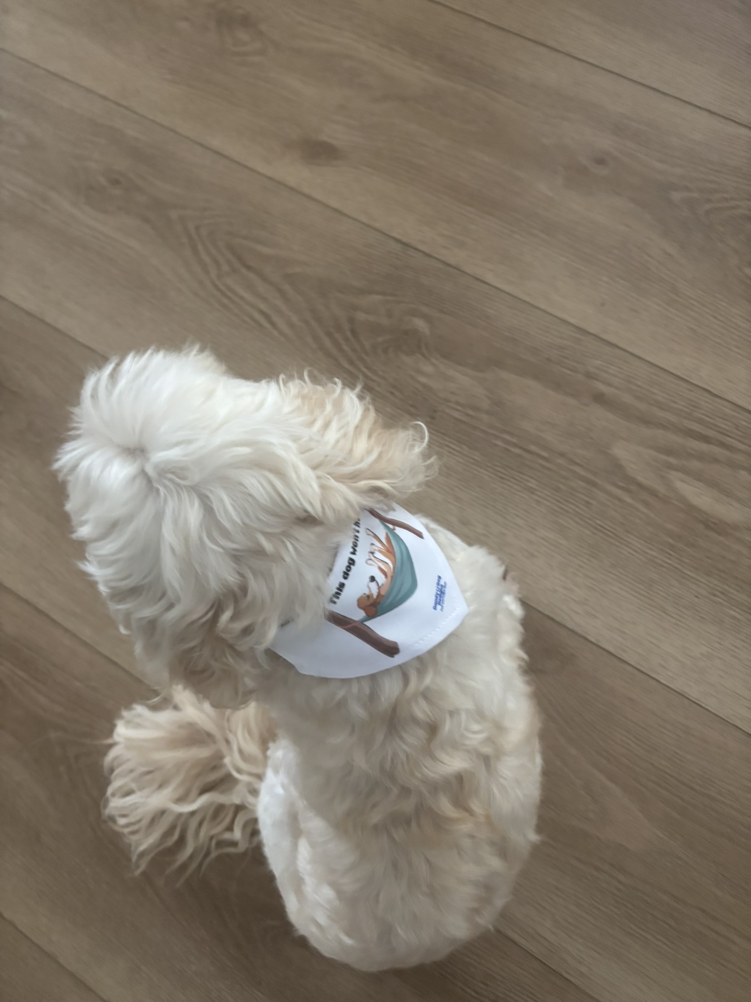 Clip-on Pet Collar with Bandana — Cute Pet Collar Bandana Accessory product thumbnail image Clip-on Pet Collar with Bandana — Cute Pet Collar Bandana Accessory product thumbnail image