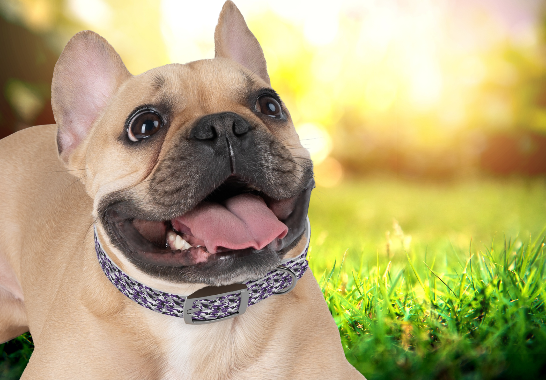 🟣 Frenchie Street Camo Swagger Dog Collar – Purple, White and Black Urban Camouflage | Waterproof TPU Collar from the Quirky Canines Pet Wear Collection product thumbnail image