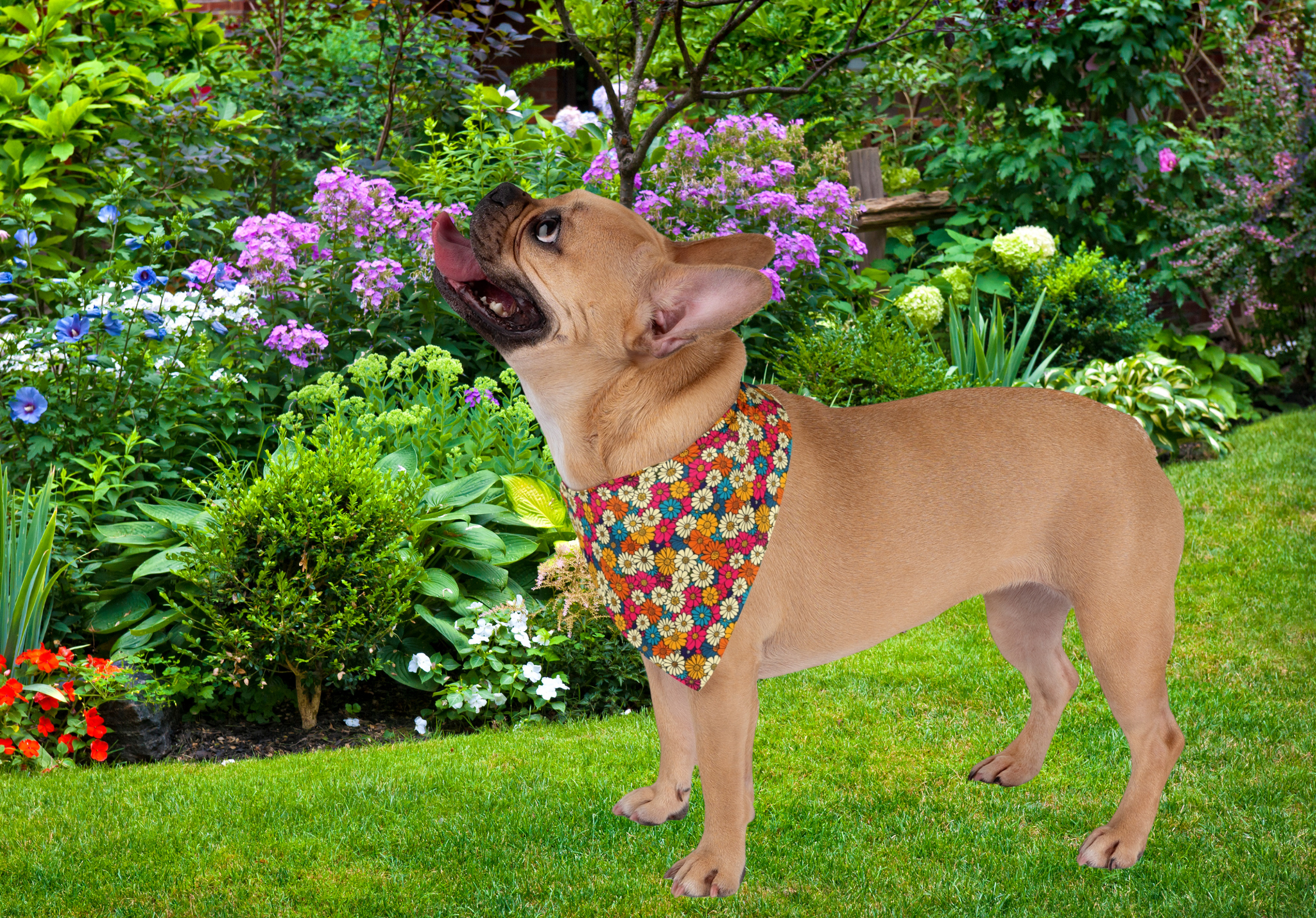 🌸 French Bulldog Floral Bandana – Bright Spring Dog Scarf | Stylish Frenchie Accessory and Gift for Dog Lovers product thumbnail image