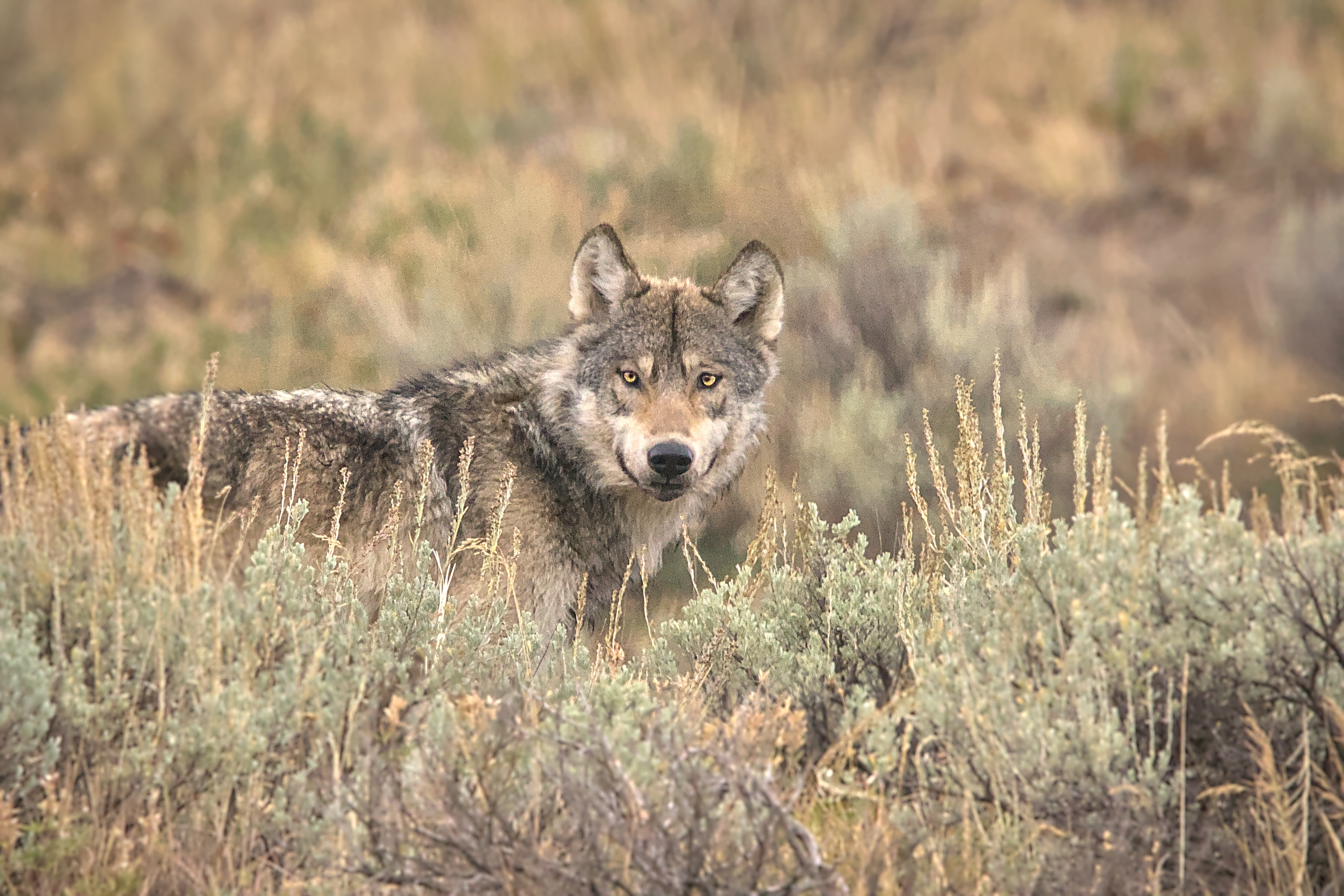 Apex Predator - Canvas Apex Predator - Canvas