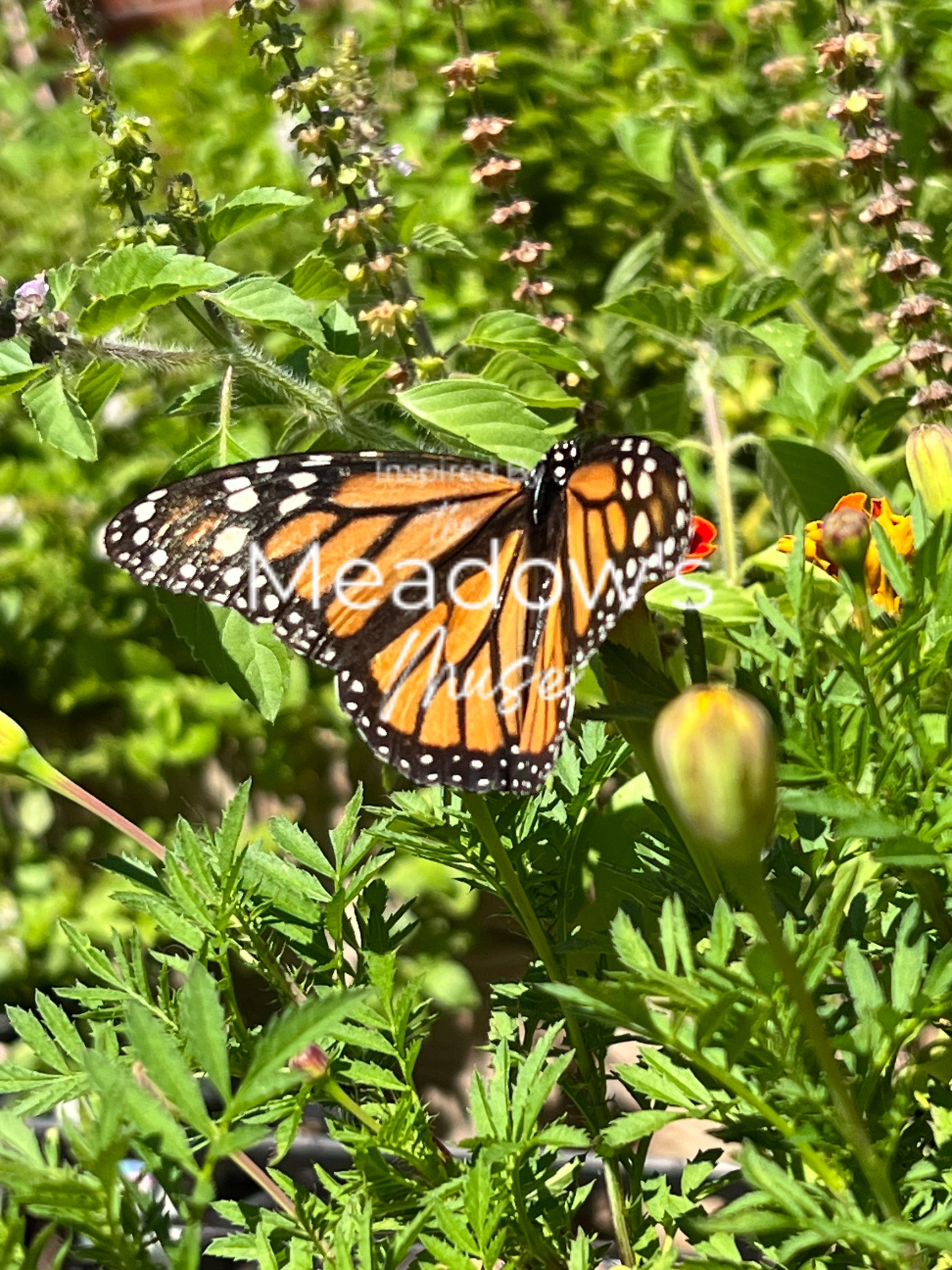 Vertical Poster - Newly Hatched Wild Monarch Feeding from Marigolds and Holy Basil product thumbnail image