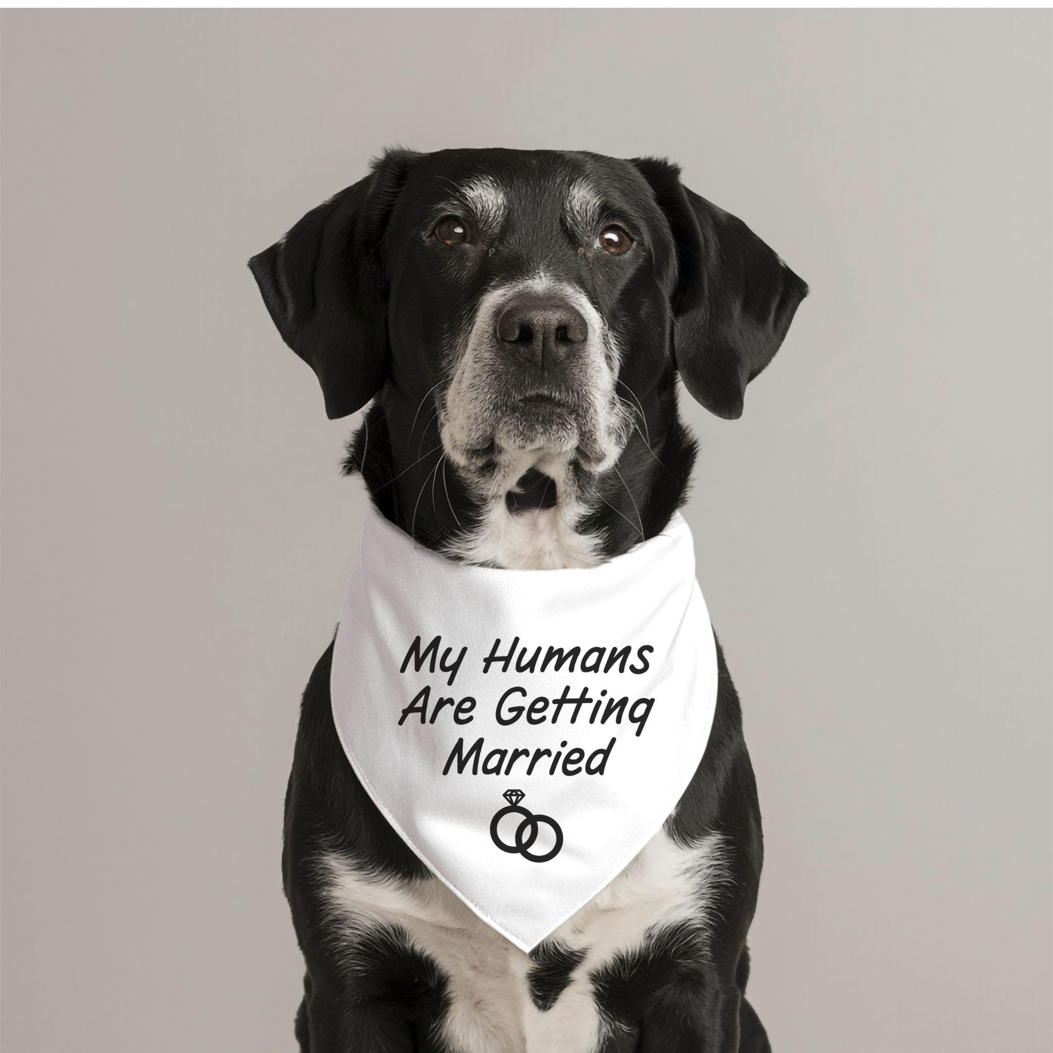 Pet Bandana Collar - My Humans Are Getting Married product thumbnail image Pet Bandana Collar - My Humans Are Getting Married product thumbnail image