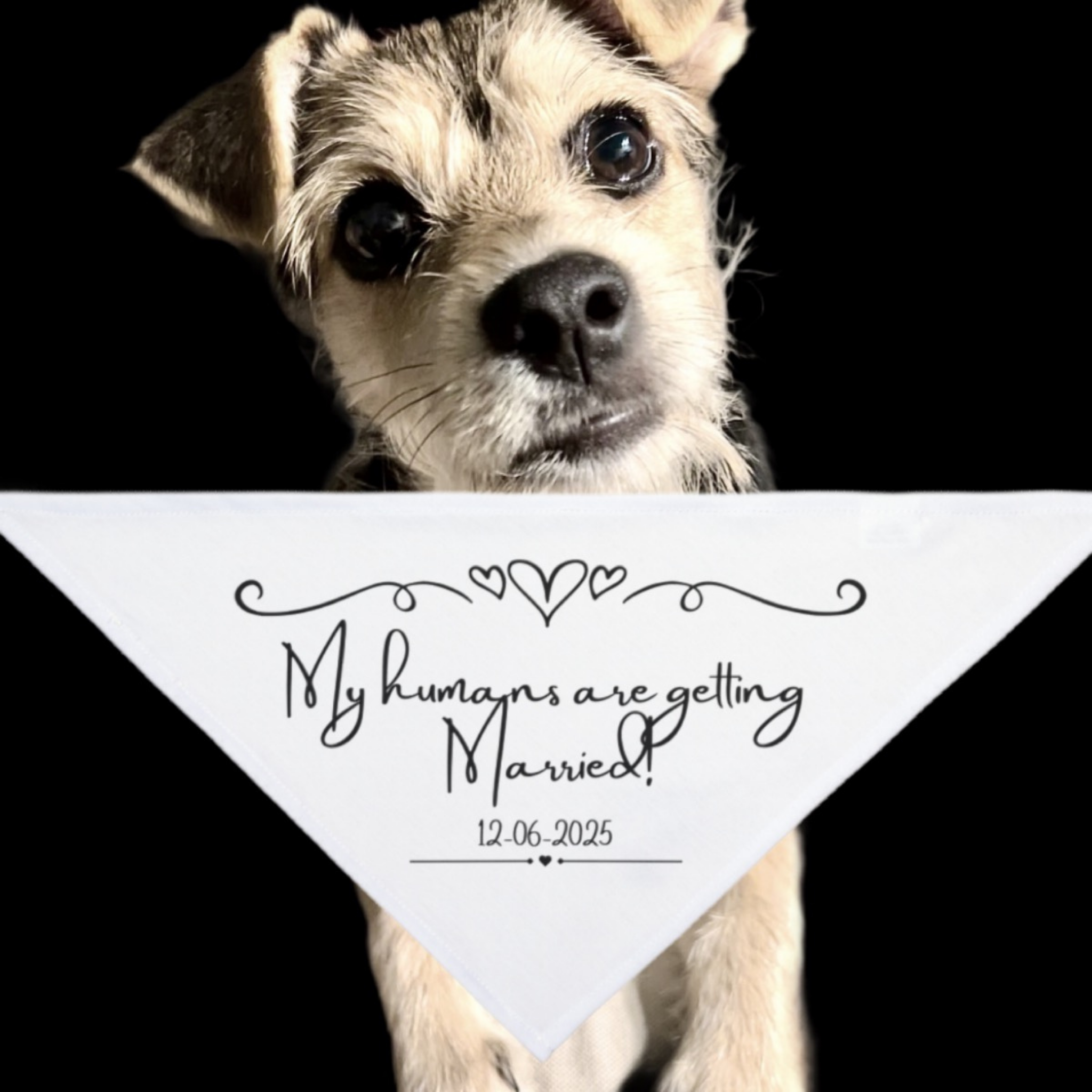 Personalized Pet Bandana for Weddings - 'My Humans are getting Married!' Dog Accessory, Pet Wedding Attire, Customizable Pet Gear, Bridal Party [...] product thumbnail image