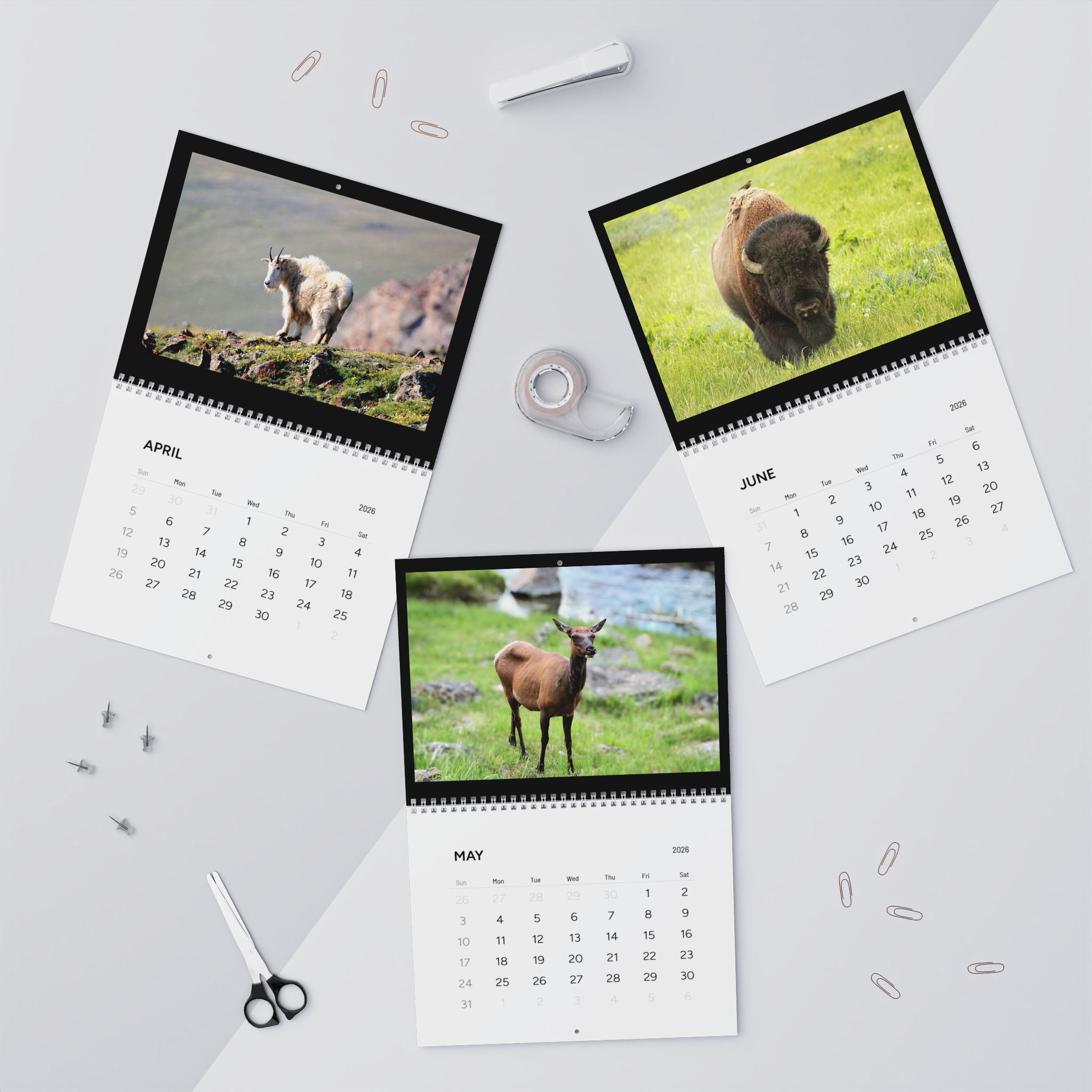 Wildlife Wall Calendars (2026) Photography by Jessica Campbell product thumbnail image Wildlife Wall Calendars (2026) Photography by Jessica Campbell product thumbnail image