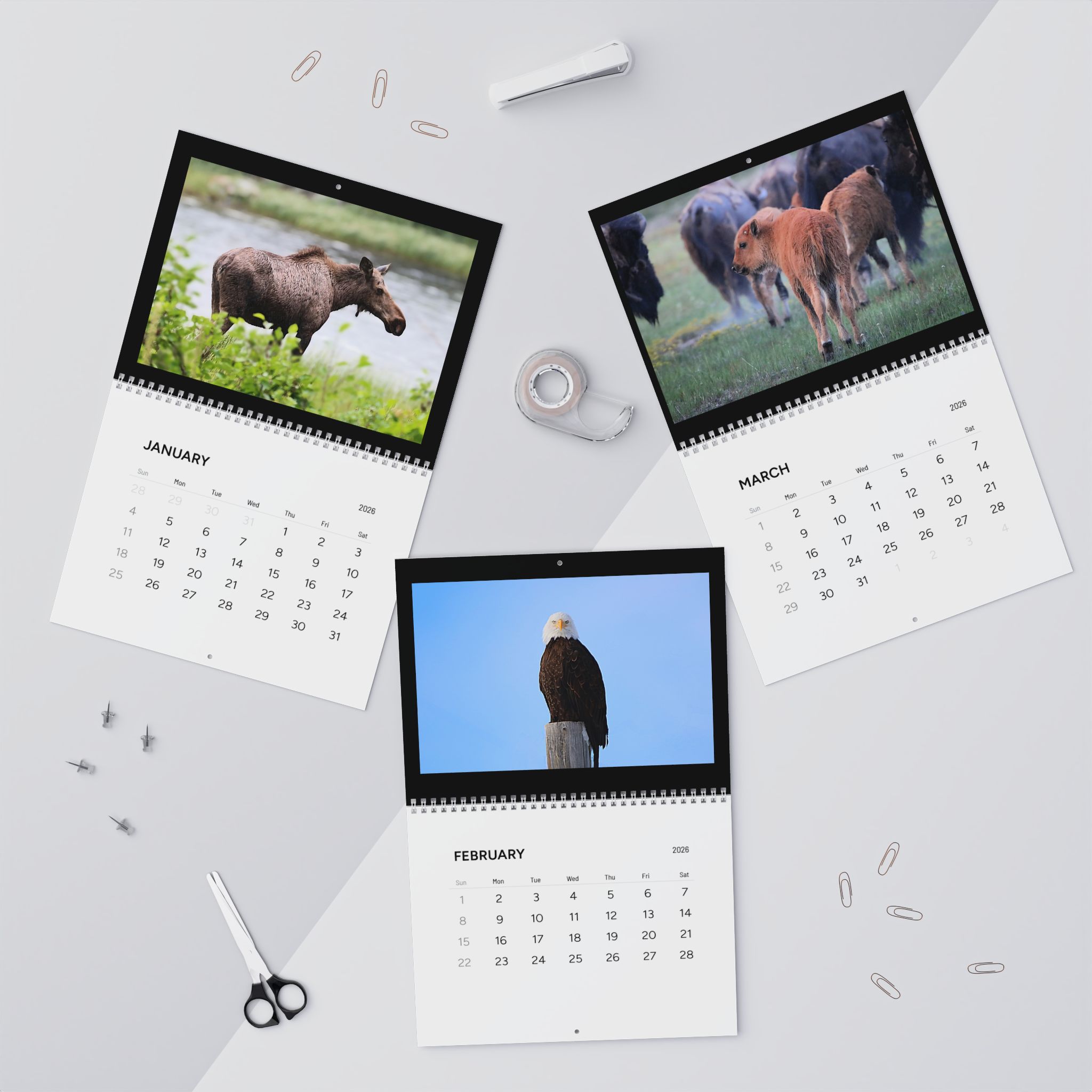 Wildlife Wall Calendars (2026) Photography by Jessica Campbell product thumbnail image Wildlife Wall Calendars (2026) Photography by Jessica Campbell product thumbnail image
