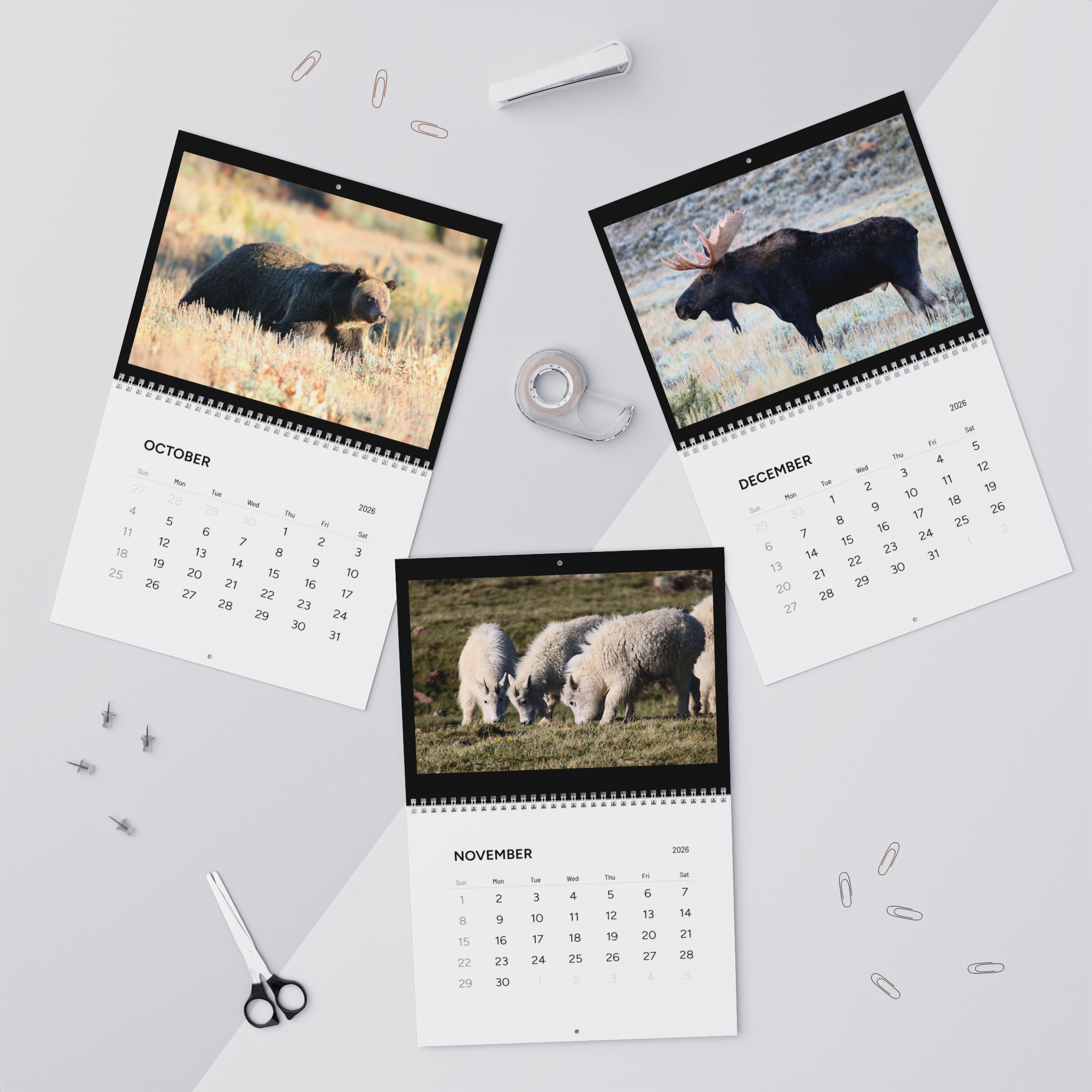 Wildlife Wall Calendars (2026) Photography by Jessica Campbell product thumbnail image Wildlife Wall Calendars (2026) Photography by Jessica Campbell product thumbnail image