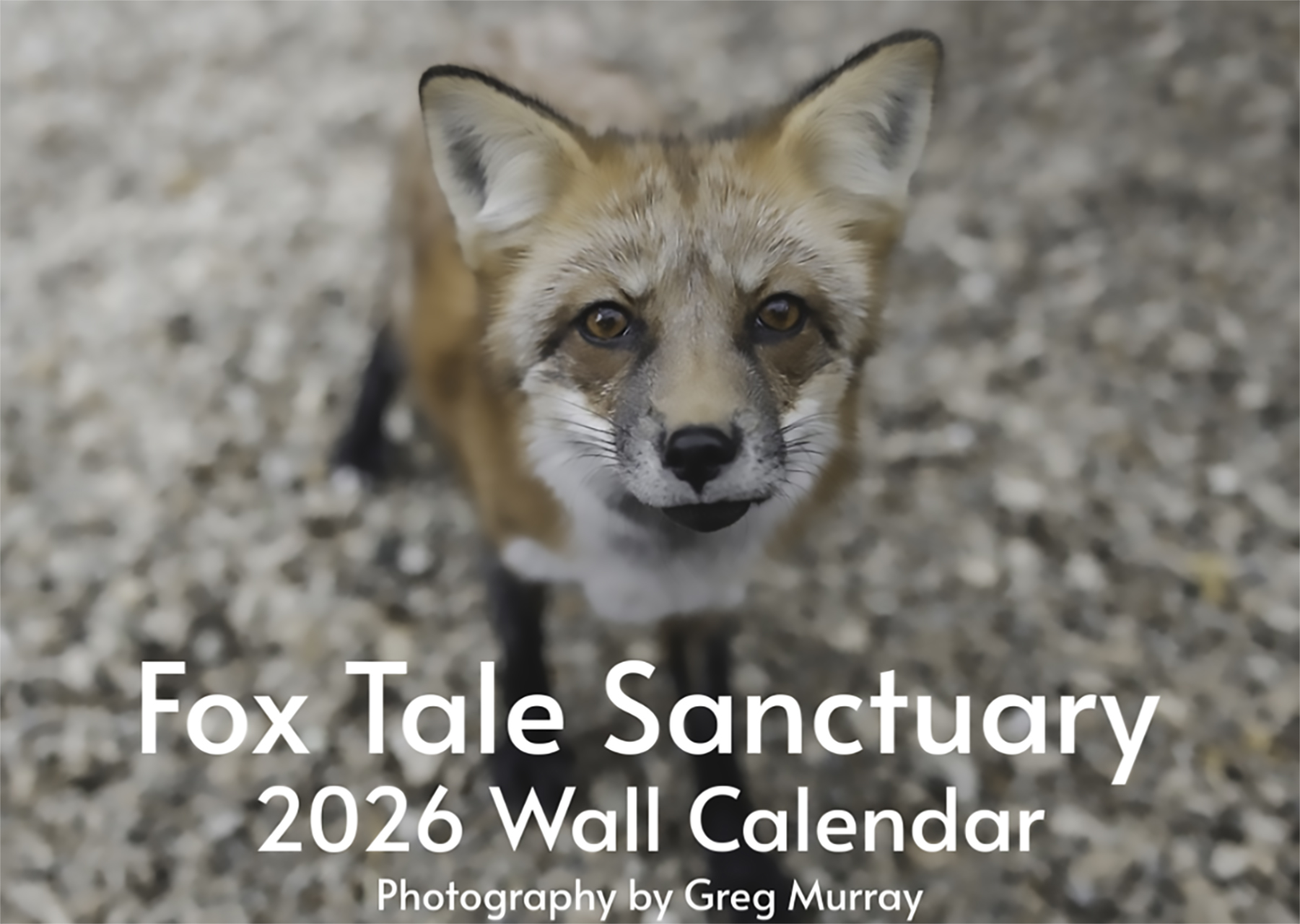2026 Fox Tale Fox Sanctuary Wall Calendar