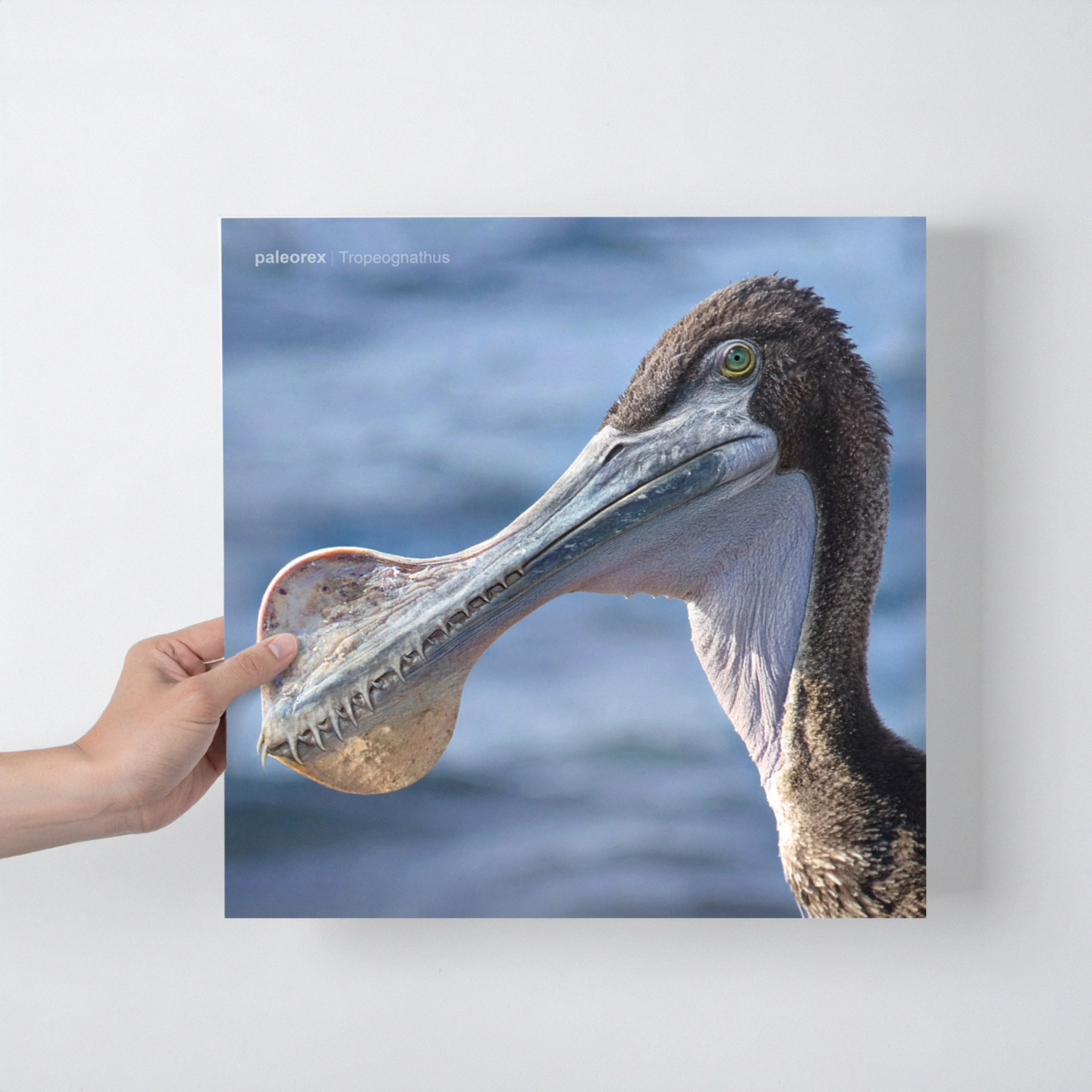 Tropegnathus - Print product thumbnail image