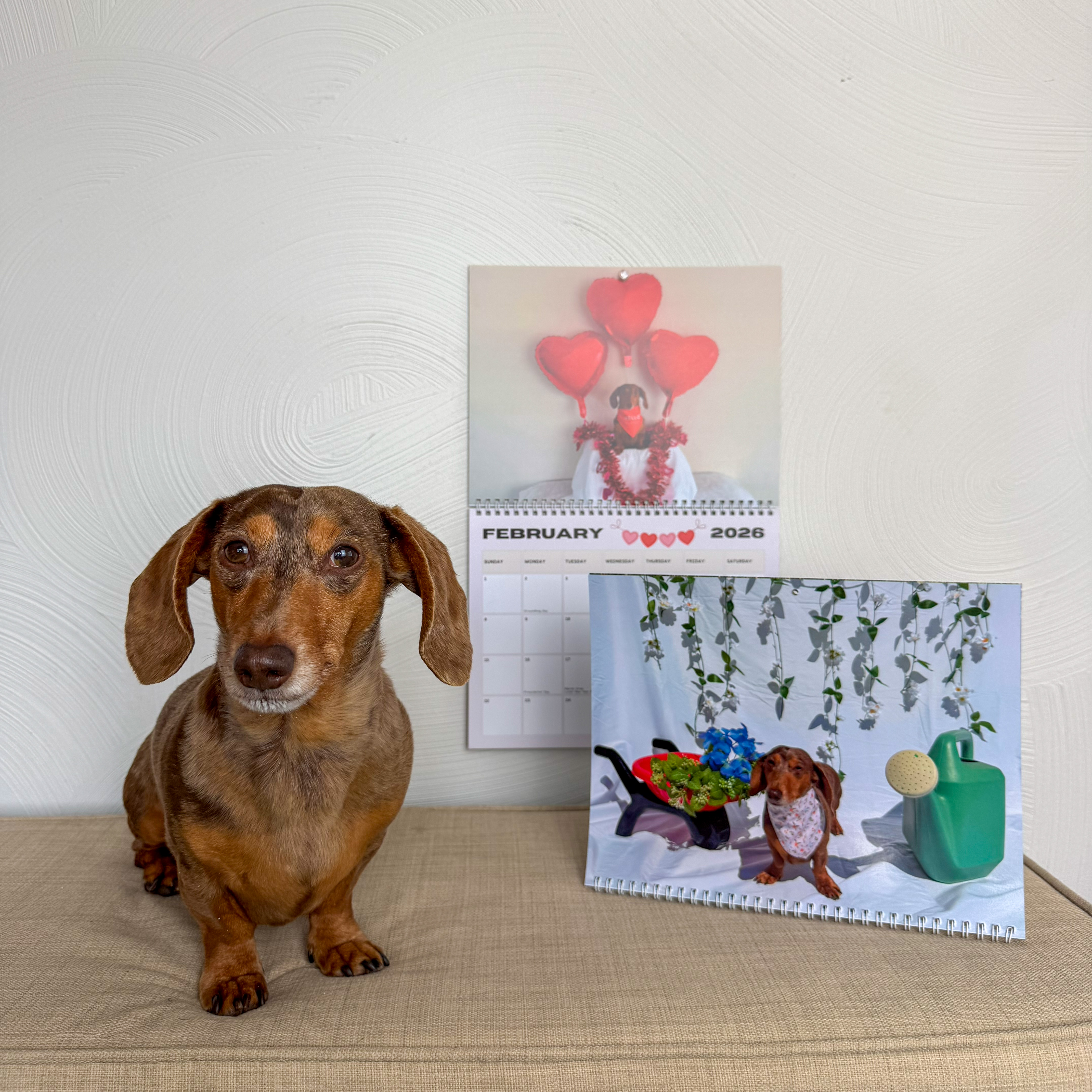 Norman The Wiener Dog 2026 Wall Calendar product thumbnail image Norman The Wiener Dog 2026 Wall Calendar product thumbnail image
