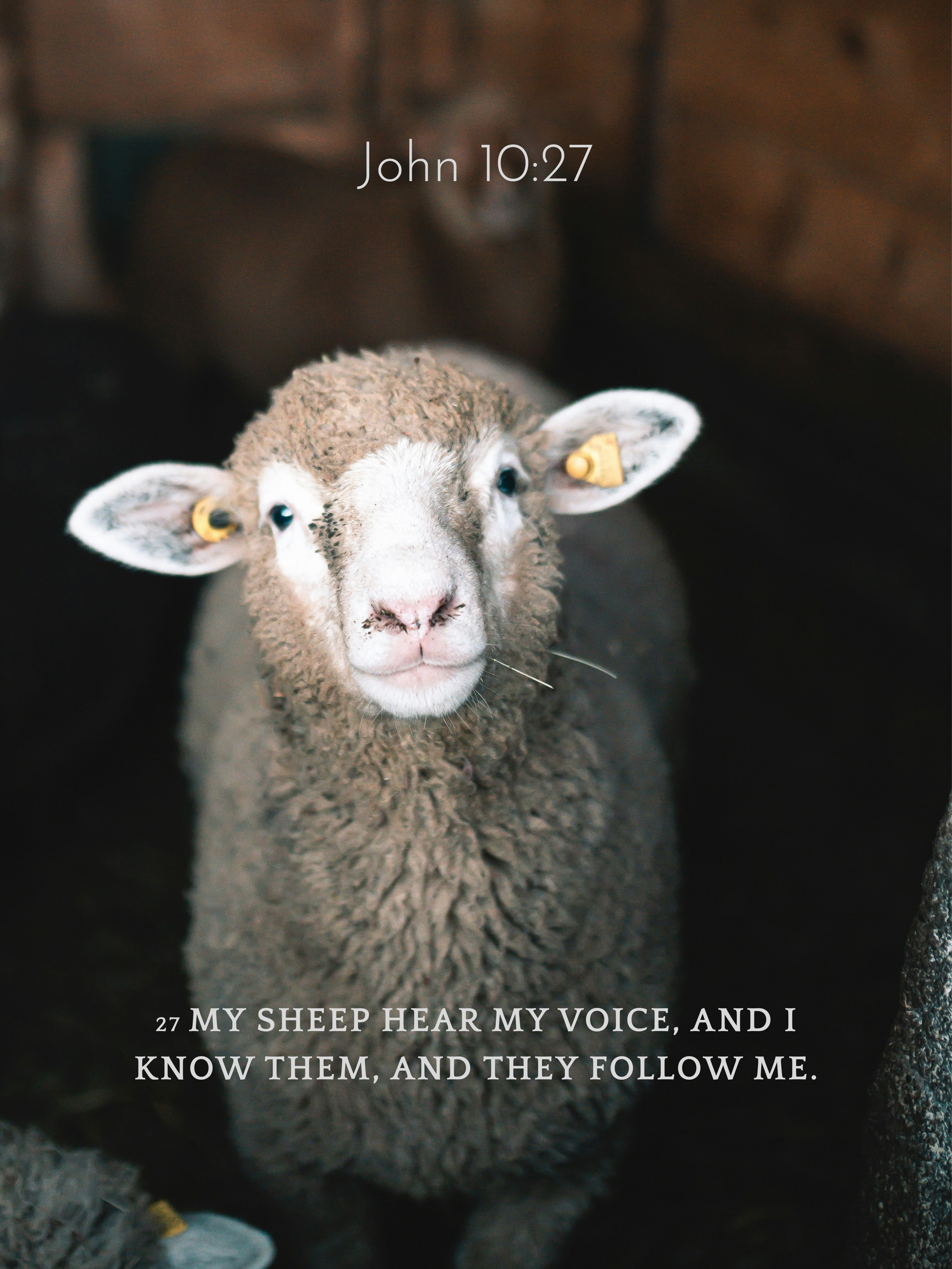 Cozy Velveteen Plush Blanket with Inspirational Quote John 10:27, Lightweight Inspirational Velveteen Plushie product thumbnail image Cozy Velveteen Plush Blanket with Inspirational Quote John 10:27, Lightweight Inspirational Velveteen Plushie product thumbnail image