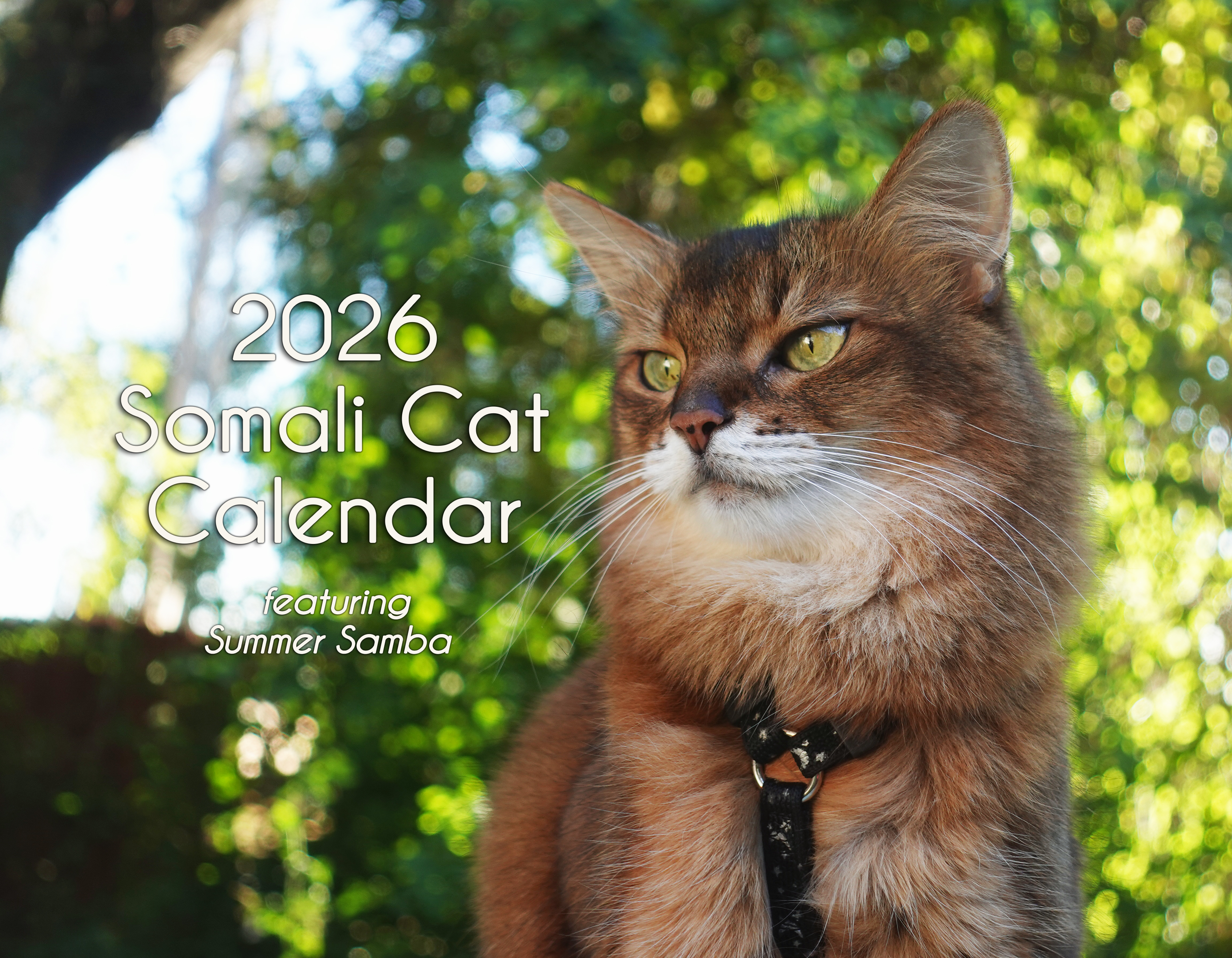 2026 Somali Cat Calendar Featuring Summer Samba