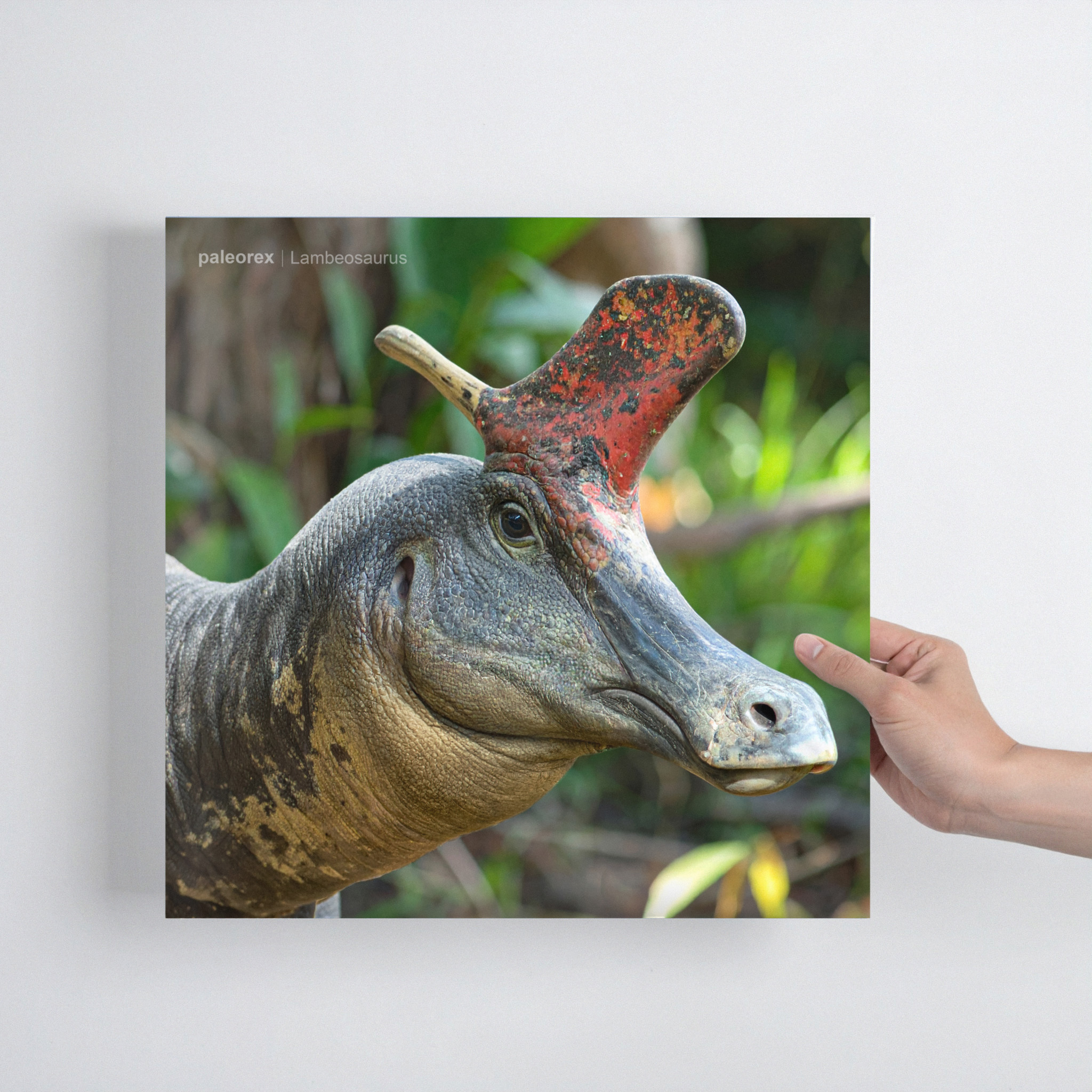 Lambeosaurus - Print product thumbnail image Lambeosaurus - Print product thumbnail image