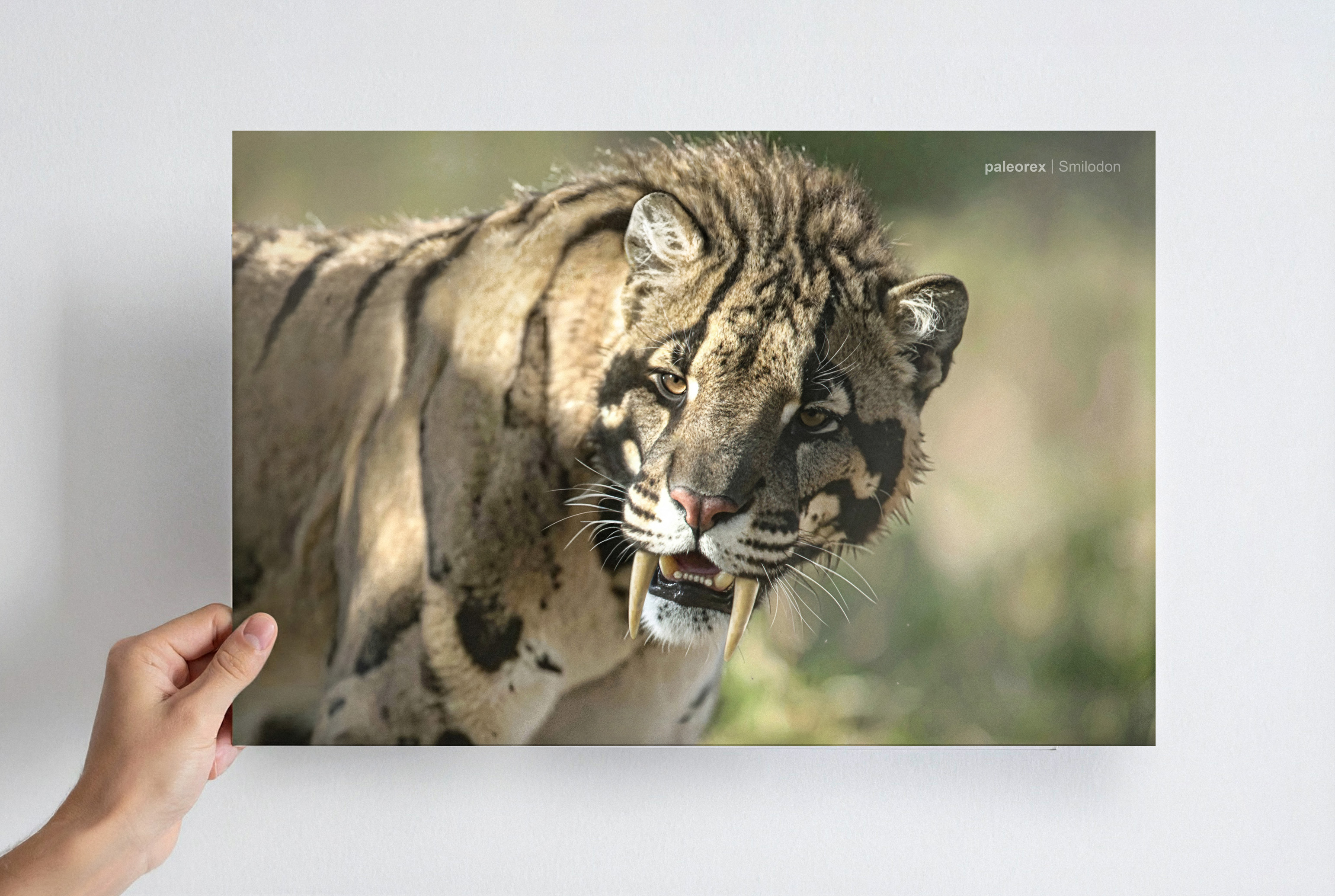 Smilodon - Print product thumbnail image Smilodon - Print product thumbnail image