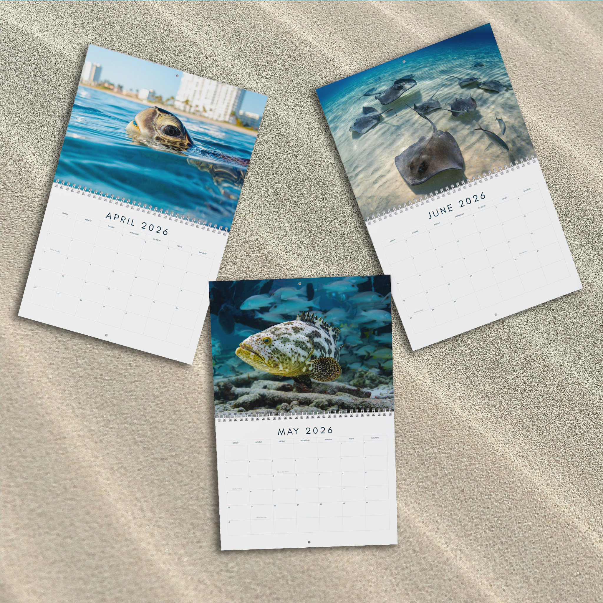 Ocean Life 2026 Calendar – Underwater Photography of Marine Life and Ocean Wildlife product thumbnail image Ocean Life 2026 Calendar – Underwater Photography of Marine Life and Ocean Wildlife product thumbnail image