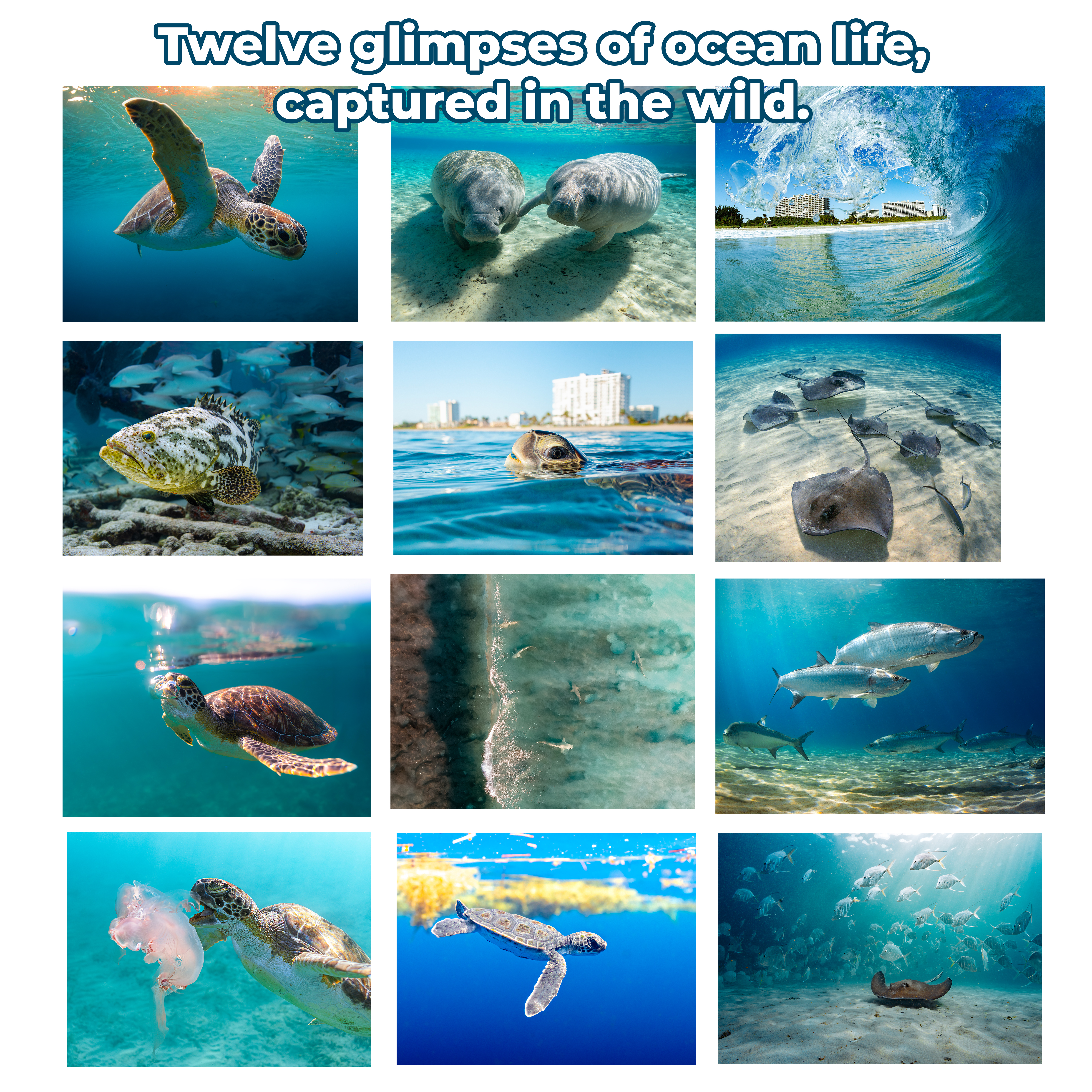 Ocean Life 2026 Calendar – Underwater Photography of Marine Life and Ocean Wildlife product thumbnail image Ocean Life 2026 Calendar – Underwater Photography of Marine Life and Ocean Wildlife product thumbnail image