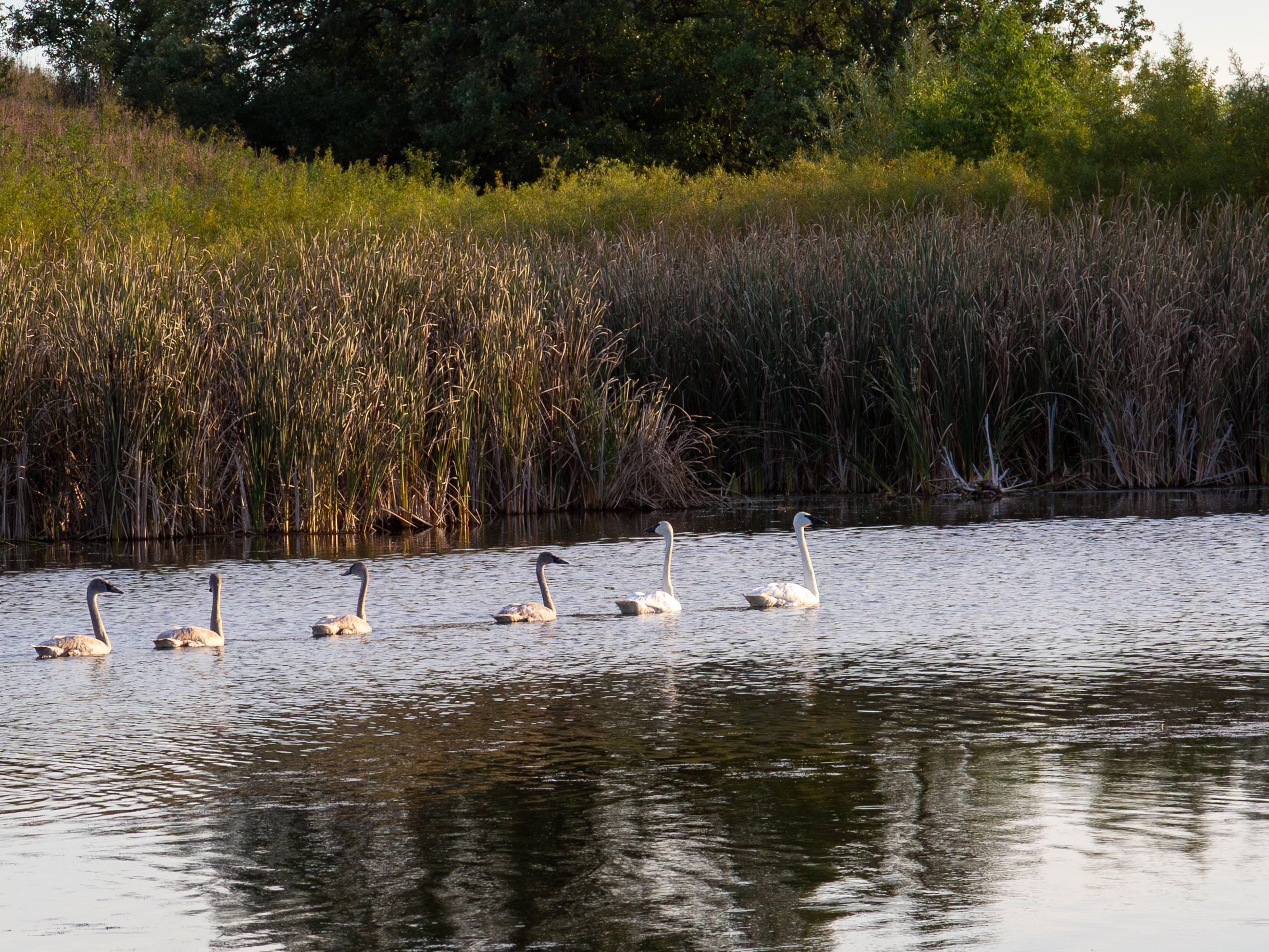 White Swan Family Swimming Canvas Print - Countryside Wetland Pond Lake Cygnets Wildlife Photography #78 product thumbnail image White Swan Family Swimming Canvas Print - Countryside Wetland Pond Lake Cygnets Wildlife Photography #78 product thumbnail image