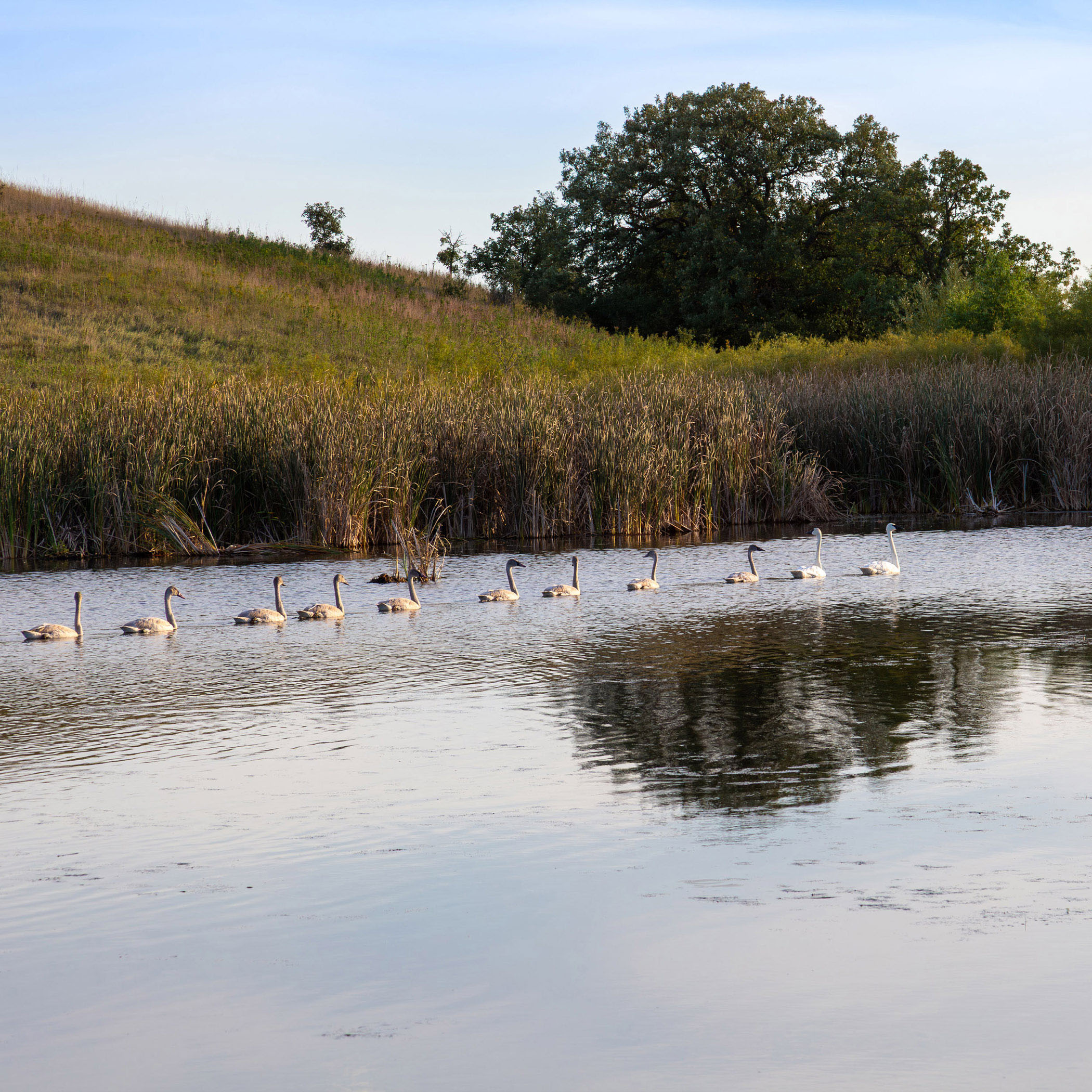 White Swan Family Swimming - Giclée Poster Prints - Countryside Wetland Pond Lake Cygnets Wildlife Photography #78 product thumbnail image White Swan Family Swimming - Giclée Poster Prints - Countryside Wetland Pond Lake Cygnets Wildlife Photography #78 product thumbnail image