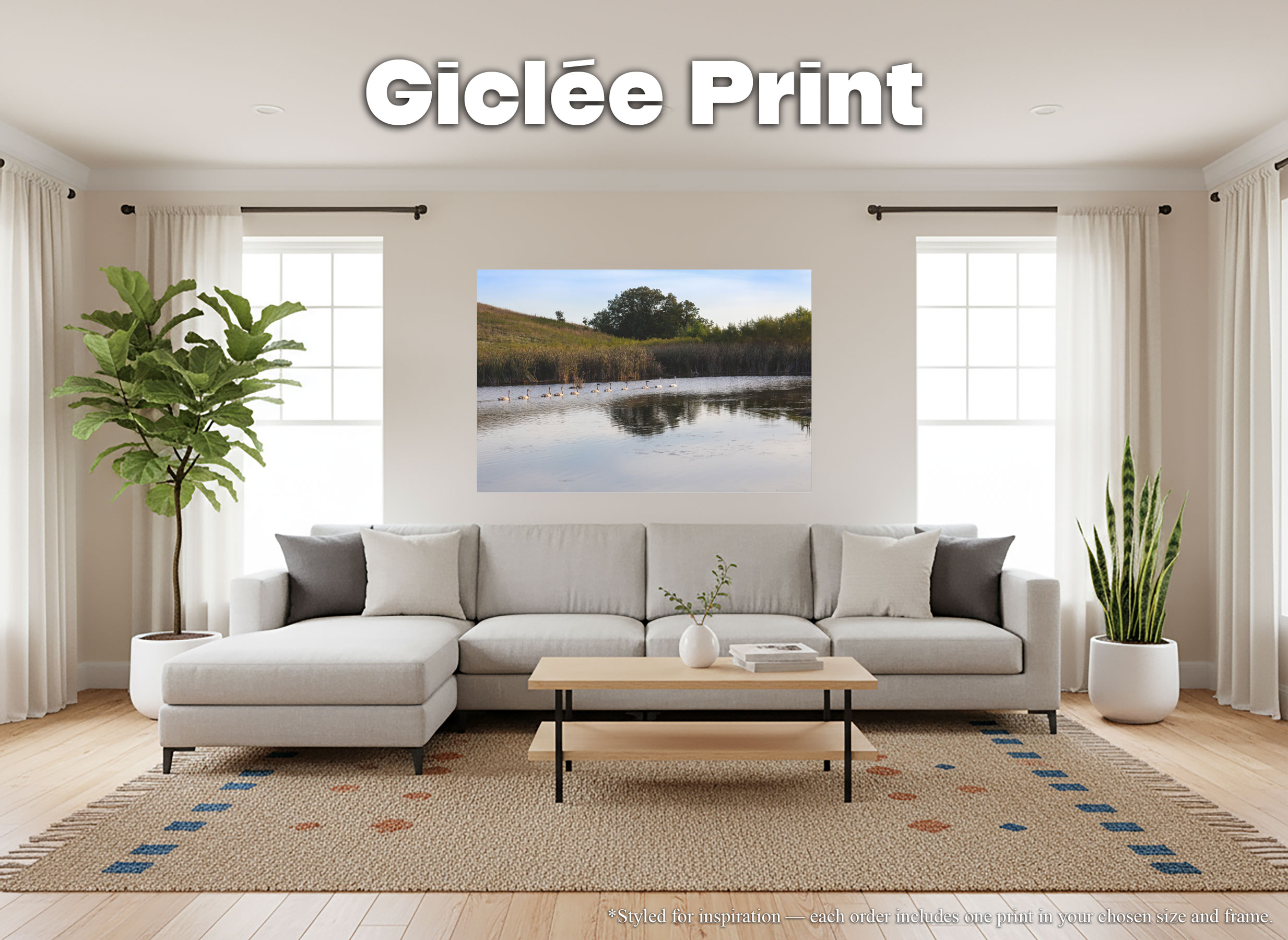 White Swan Family Swimming - Giclée Poster Prints - Countryside Wetland Pond Lake Cygnets Wildlife Photography #78 White Swan Family Swimming - Giclée Poster Prints - Countryside Wetland Pond Lake Cygnets Wildlife Photography #78