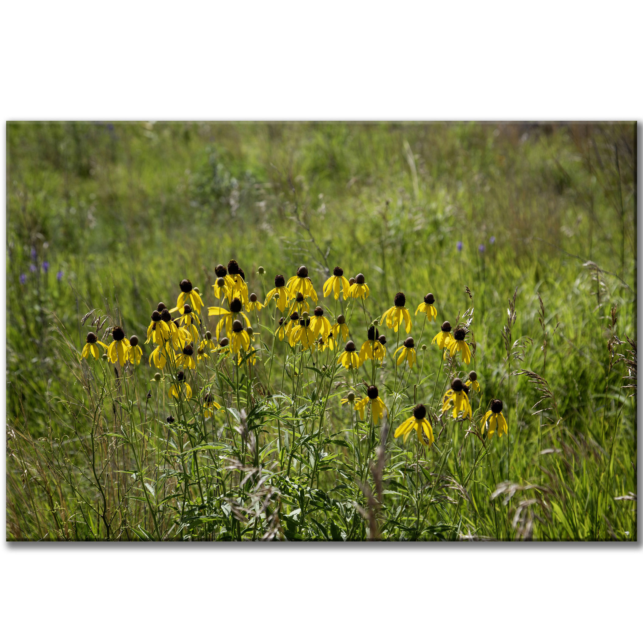 Black-Eyed Susan Floral - Canvas Print – Rustic Flowers Midwest Prairie Wall Art - Yellow Wildflowers #29 product thumbnail image Black-Eyed Susan Floral - Canvas Print – Rustic Flowers Midwest Prairie Wall Art - Yellow Wildflowers #29 product thumbnail image