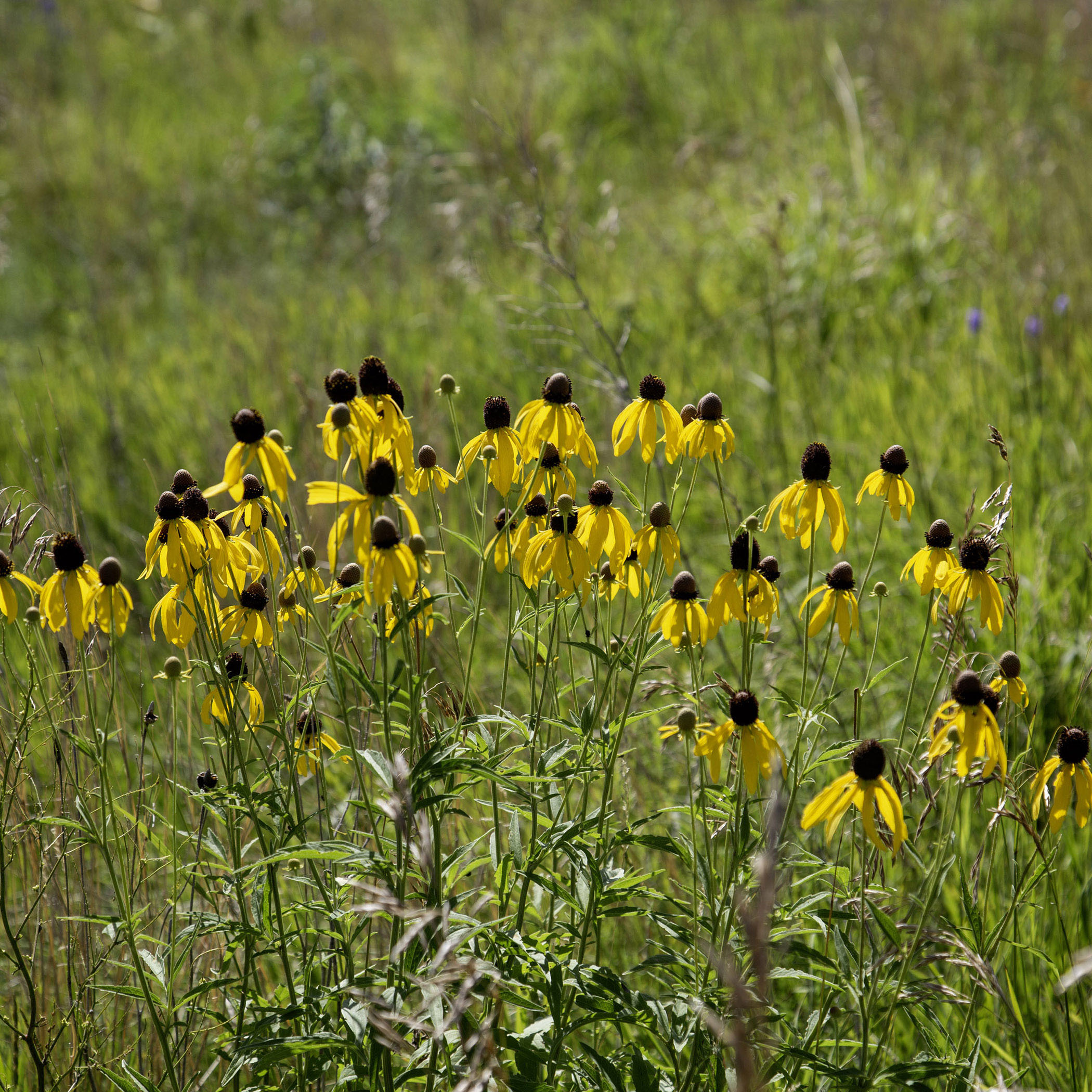 Black-Eyed Susan Floral - Framed Print – Rustic Flowers Midwest Prairie Wall Art - Yellow Wildflowers #29 product thumbnail image Black-Eyed Susan Floral - Framed Print – Rustic Flowers Midwest Prairie Wall Art - Yellow Wildflowers #29 product thumbnail image