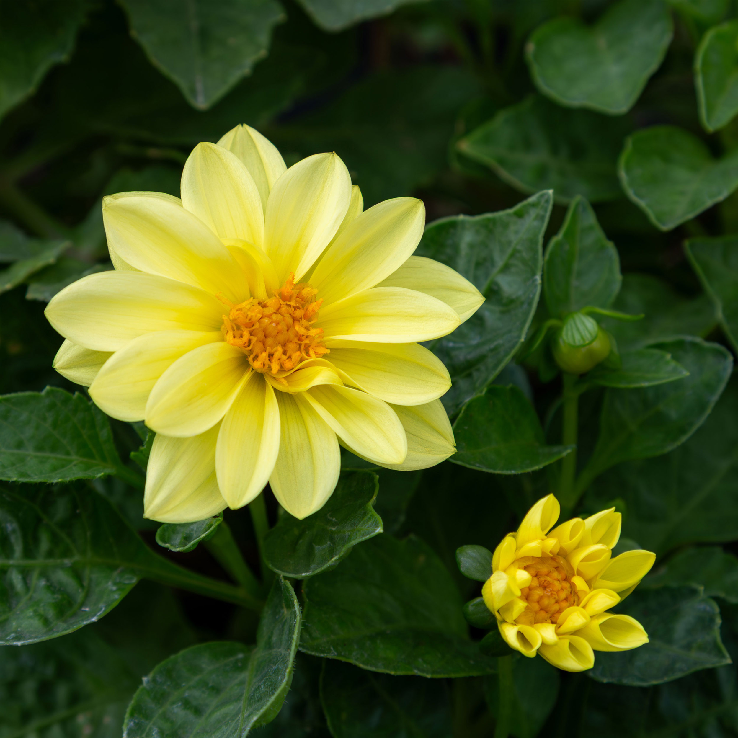 Yellow Dahlia Flower - Canvas Print - Floral Botanical Photography Decor, Modern Farmhouse Artwork #37 Yellow Dahlia Flower - Canvas Print - Floral Botanical Photography Decor, Modern Farmhouse Artwork #37
