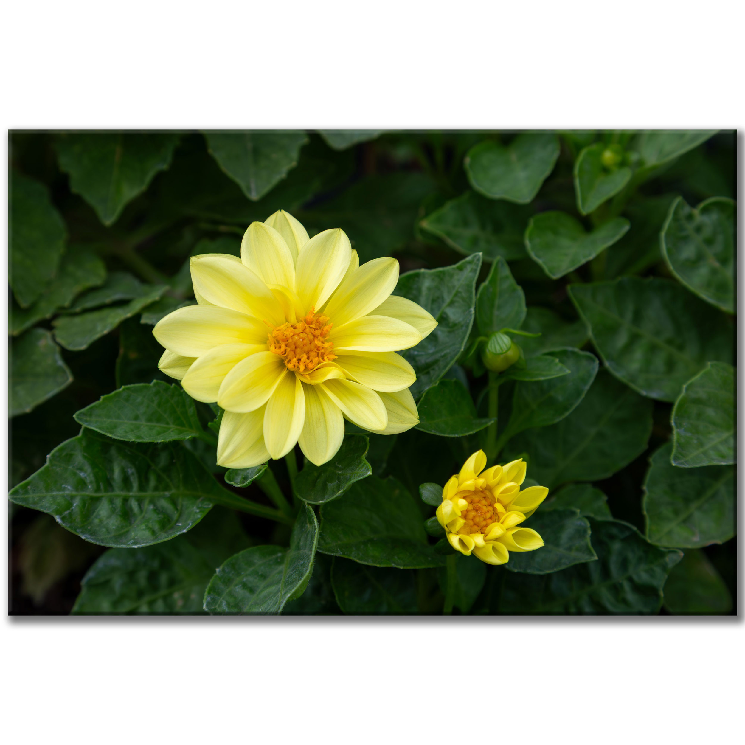 Yellow Dahlia Flower - Framed Print - Floral Botanical Photography Decor, Modern Farmhouse Artwork #37 product thumbnail image Yellow Dahlia Flower - Framed Print - Floral Botanical Photography Decor, Modern Farmhouse Artwork #37 product thumbnail image