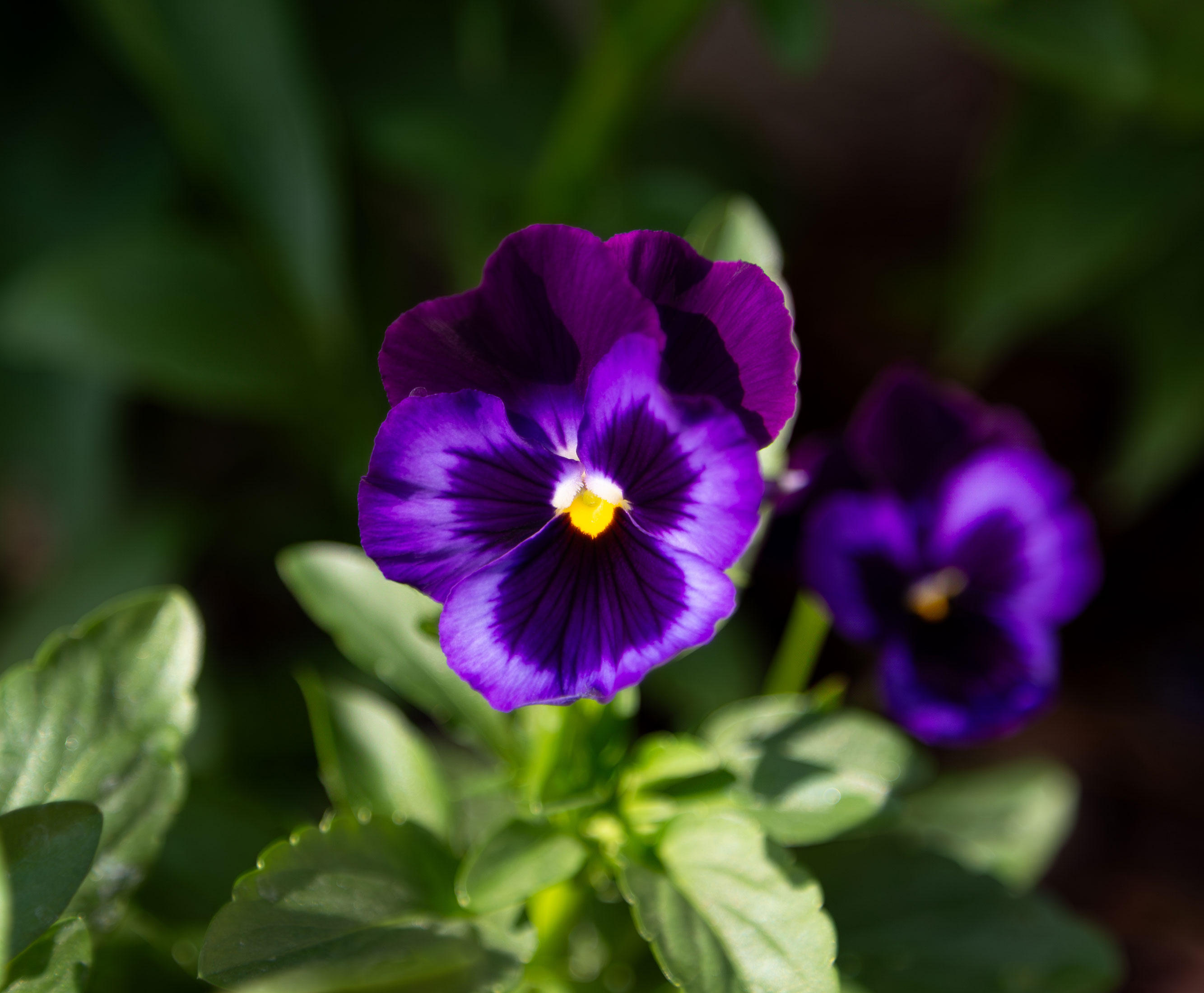 Two Purple Pansies - Canvas Print - Deep Violet Pansy Flowers Photography Wall Art, Botanical Floral Artwork #45