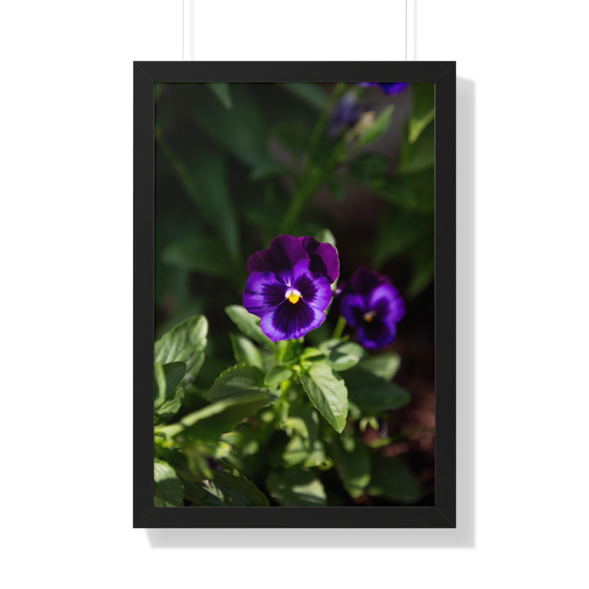 Two Purple Pansies - Framed Print - Deep Violet Pansy Flowers Photography Wall Art, Botanical Floral Artwork #45 product thumbnail image