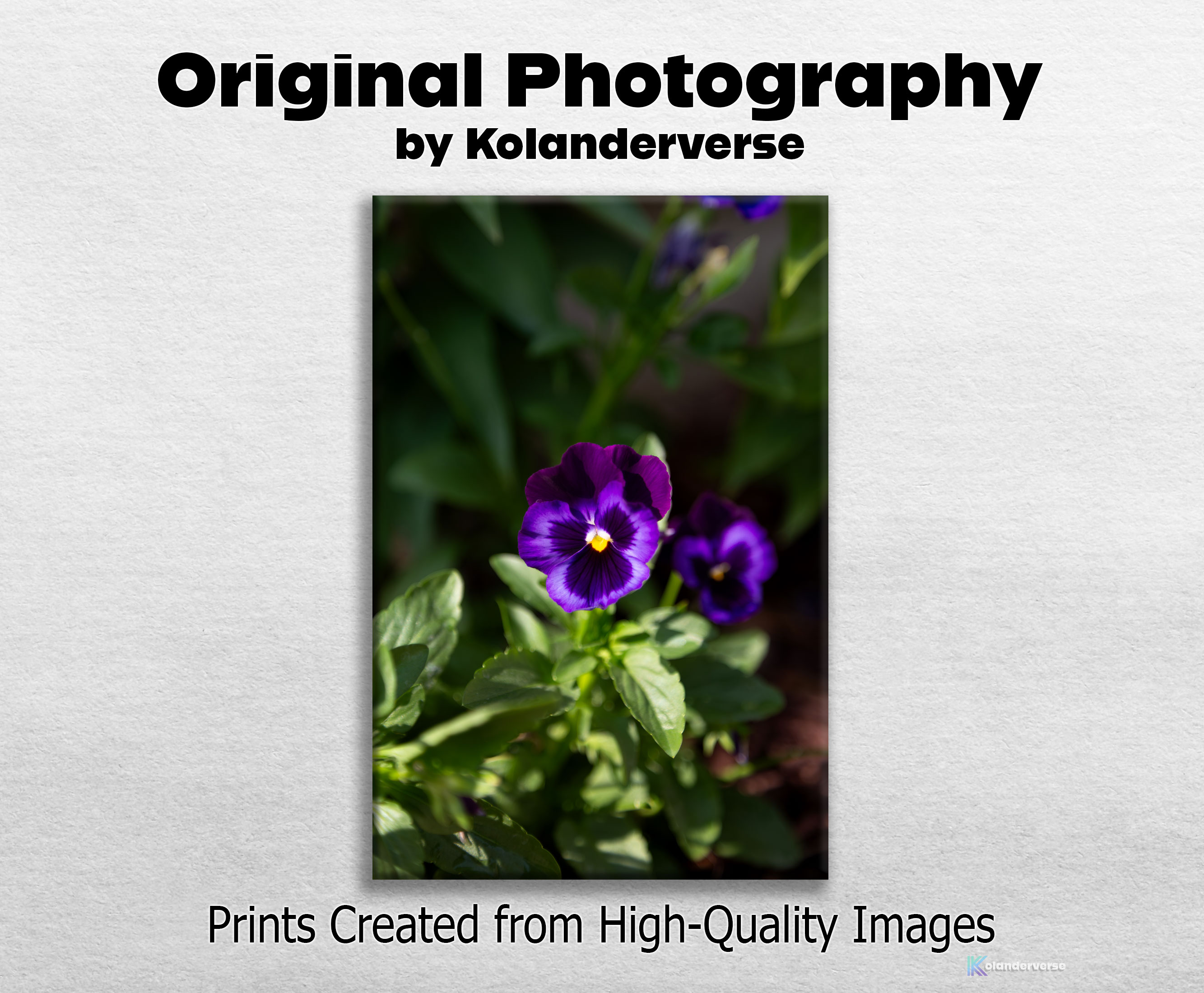 Two Purple Pansies - Framed Print - Deep Violet Pansy Flowers Photography Wall Art, Botanical Floral Artwork #45 product thumbnail image Two Purple Pansies - Framed Print - Deep Violet Pansy Flowers Photography Wall Art, Botanical Floral Artwork #45 product thumbnail image