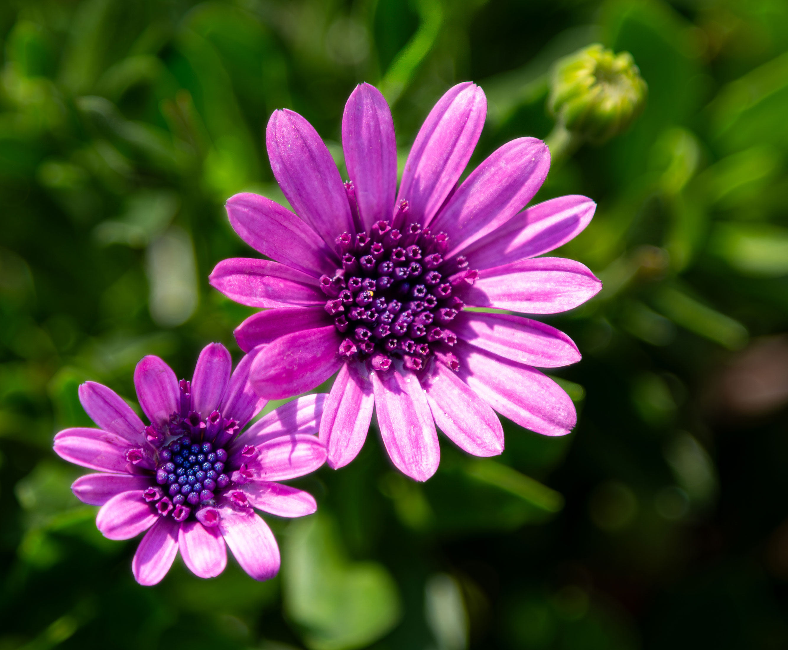 Purple African Daisy Flower - Canvas Print - Botanical Floral Nature Photography Wall Art #47 product thumbnail image