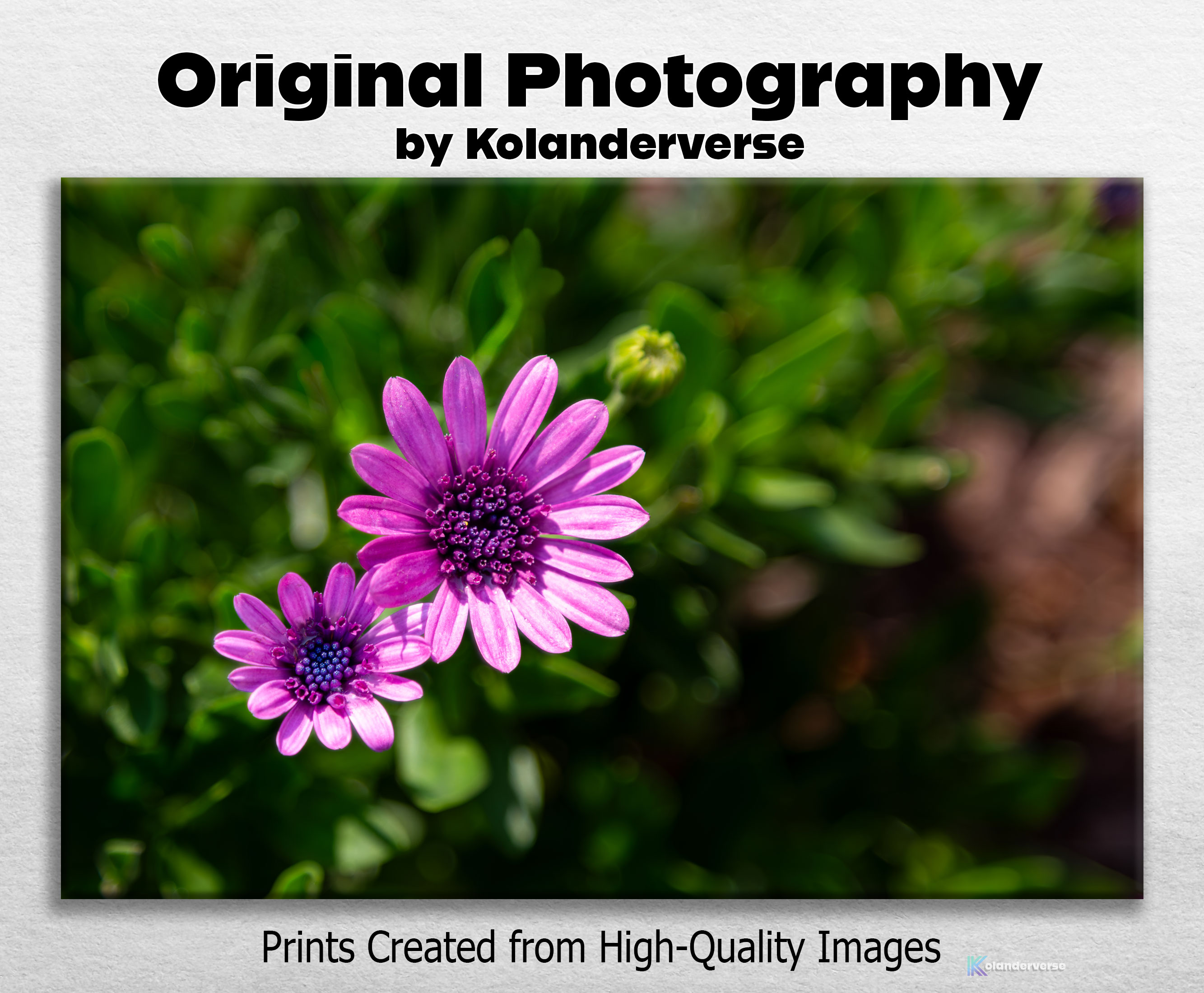Purple African Daisy Flower - Giclée Poster Print - Botanical Floral Nature Photography Wall Art #47 product thumbnail image Purple African Daisy Flower - Giclée Poster Print - Botanical Floral Nature Photography Wall Art #47 product thumbnail image